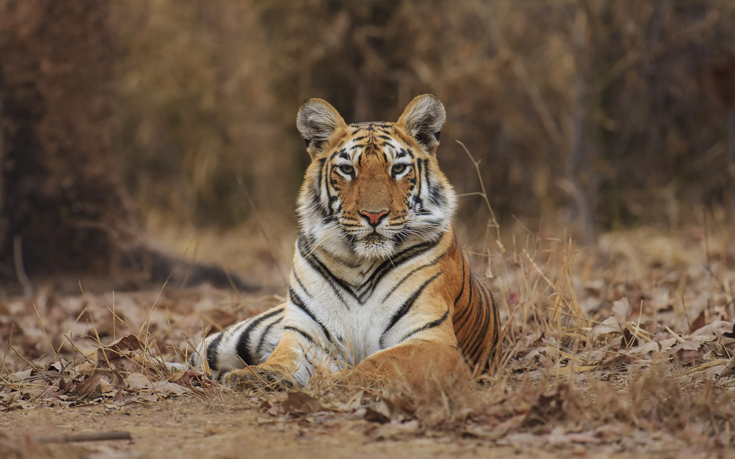 Sub-adult tigress, Tadoba, Inda 