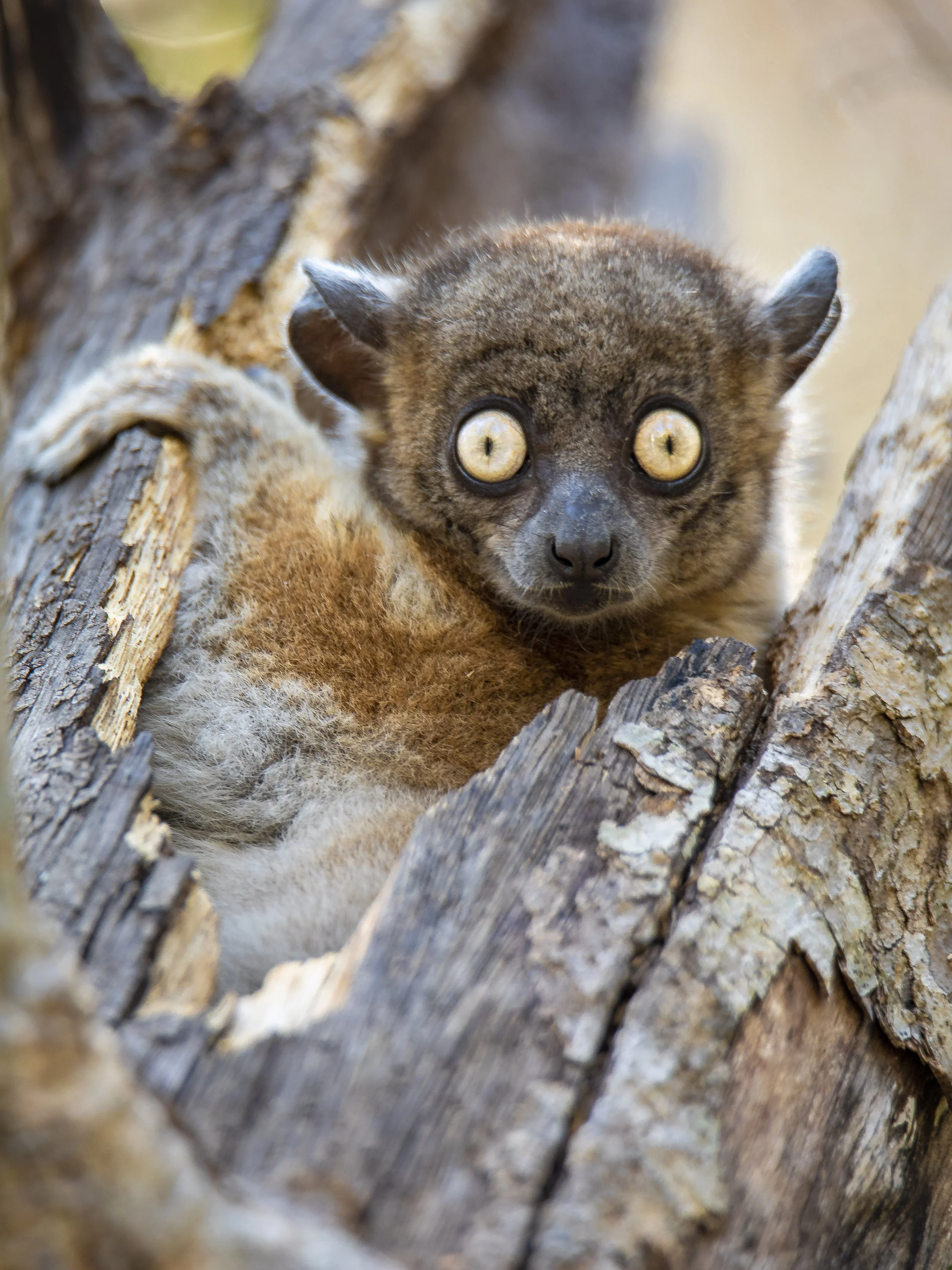 Zombitse sportive lemur