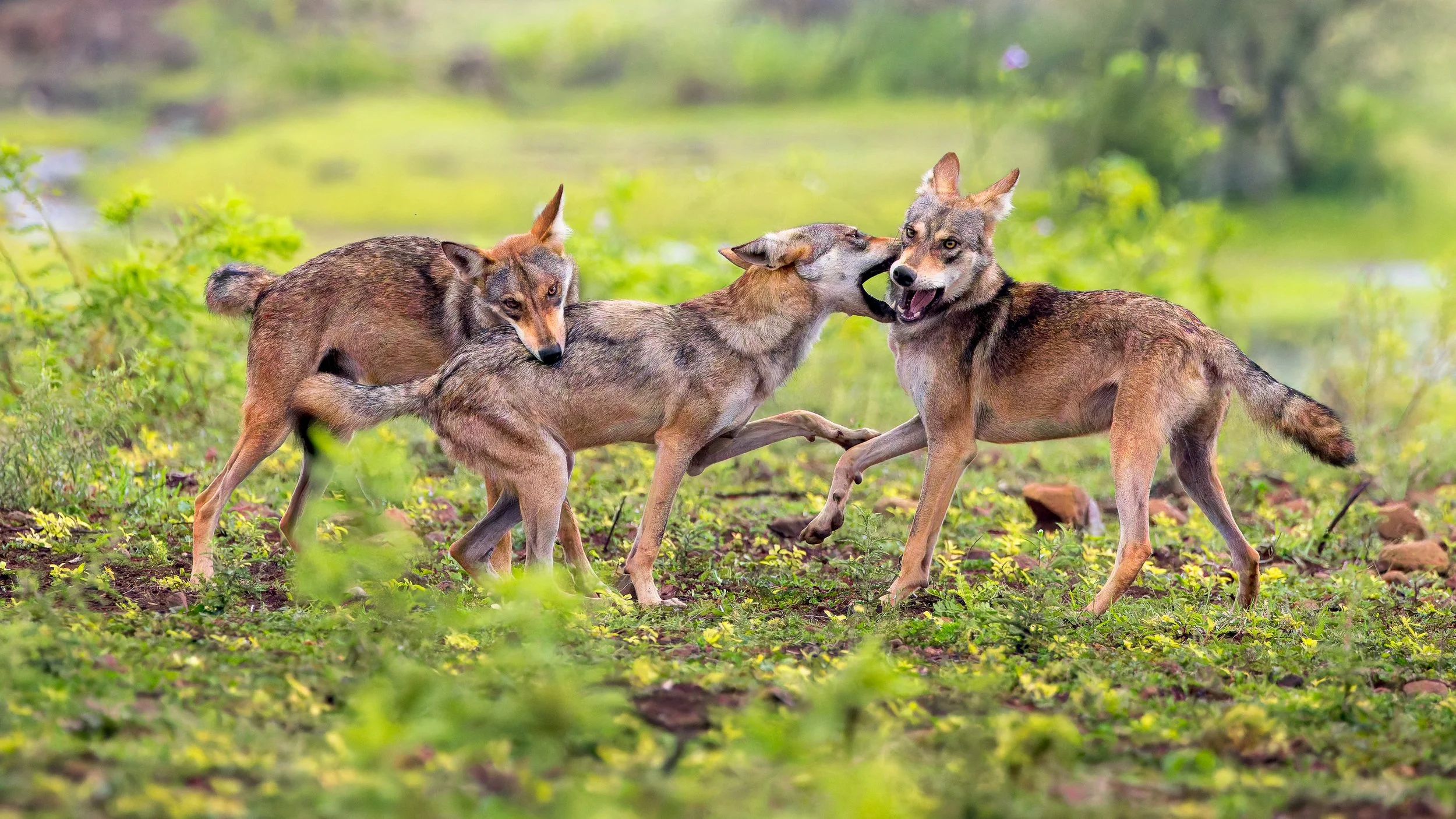 Three wolf subadults.jpg