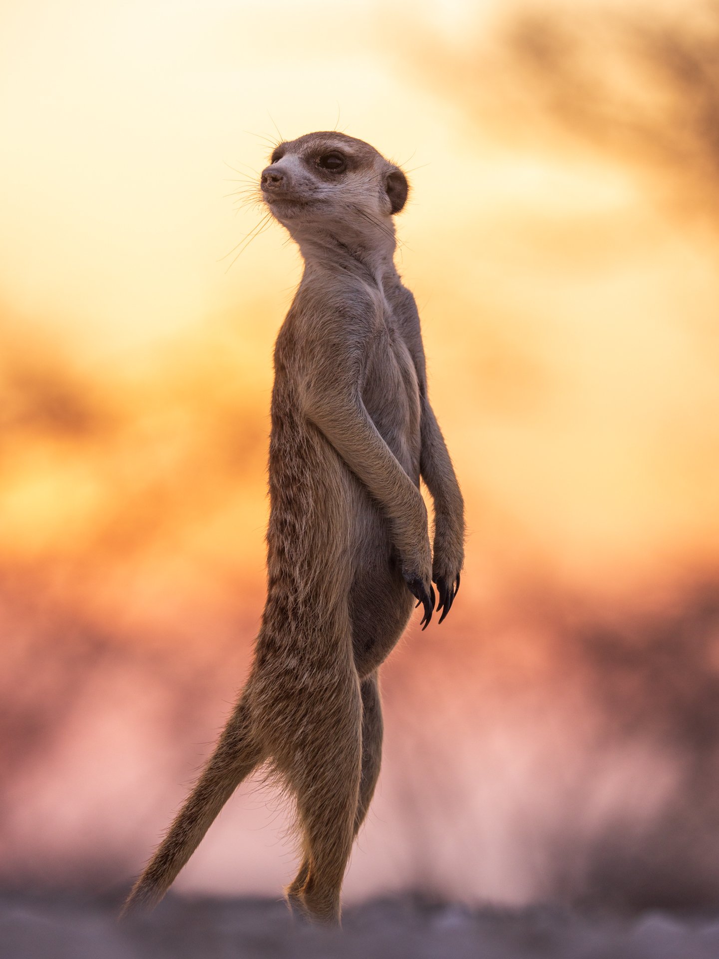 Meerkat, Nwetwe Pan, Botswana 