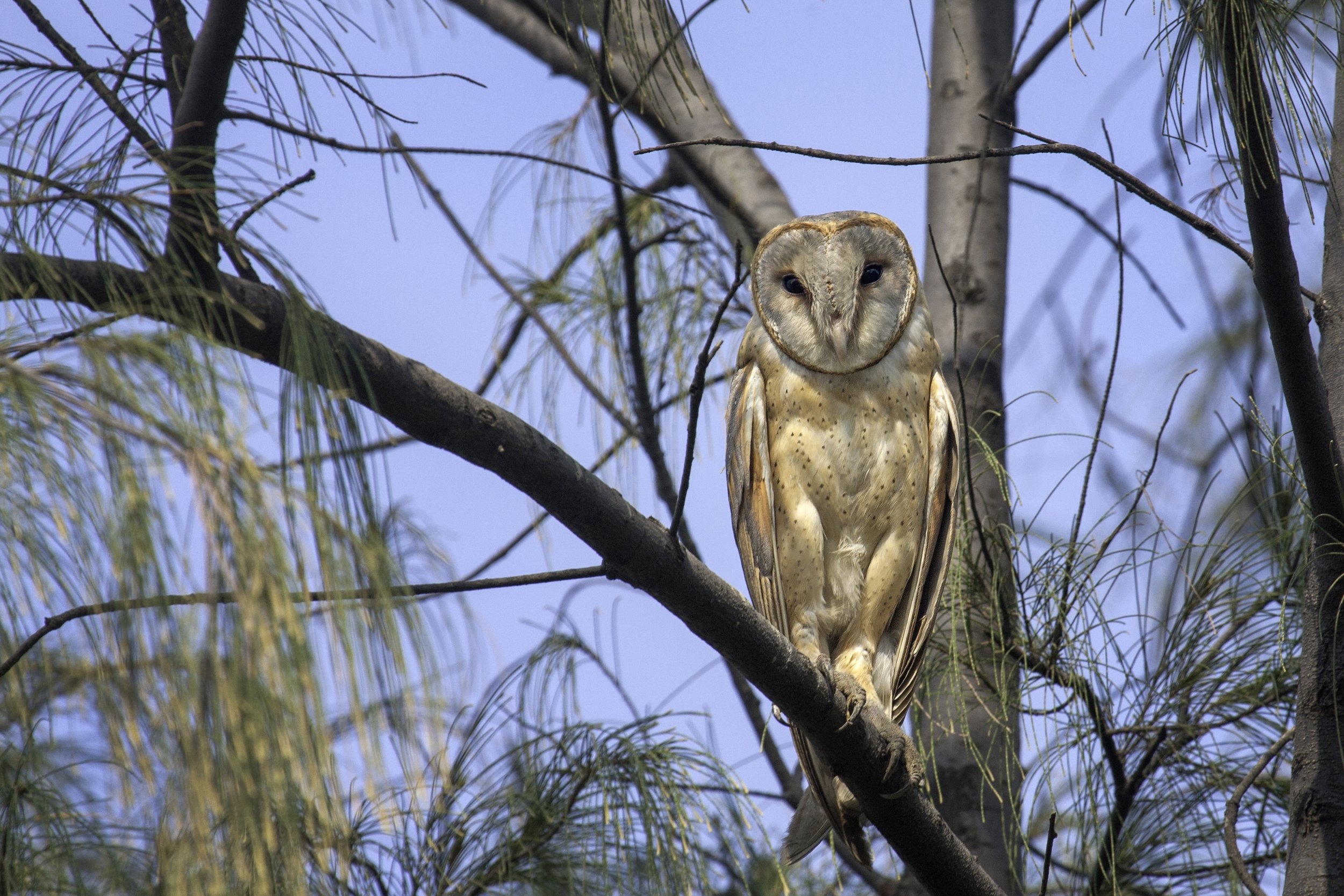 Barn owl