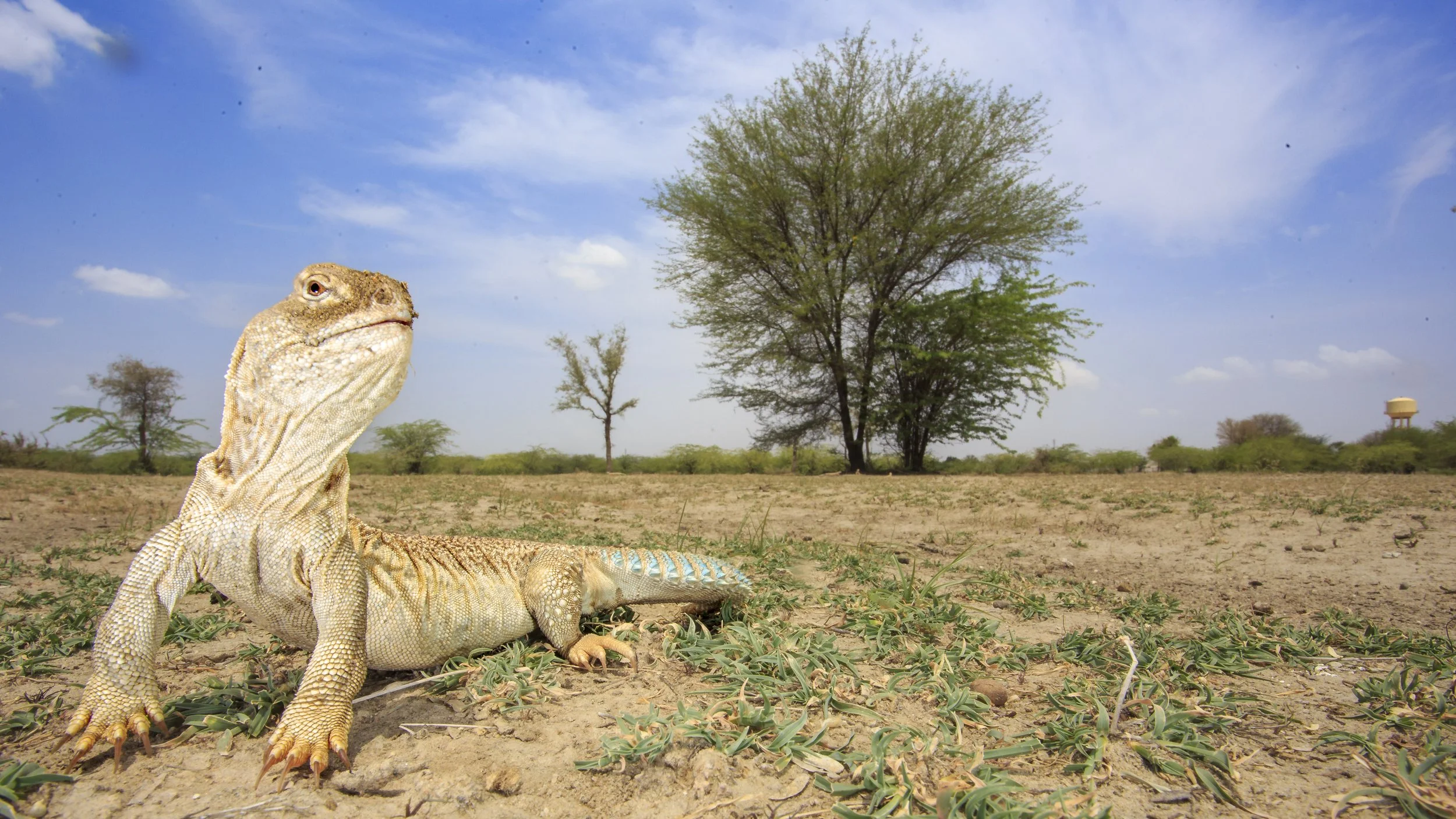 Spiny-tailed lizard, Tal Chhappar, India