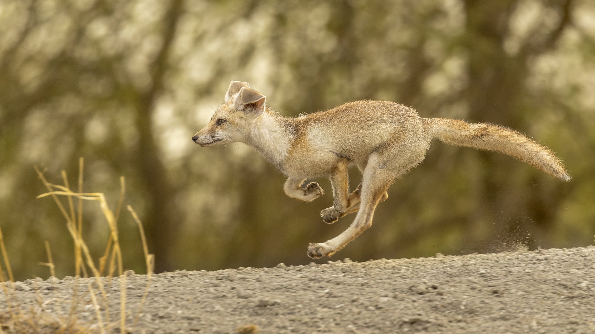 Desert fox pup