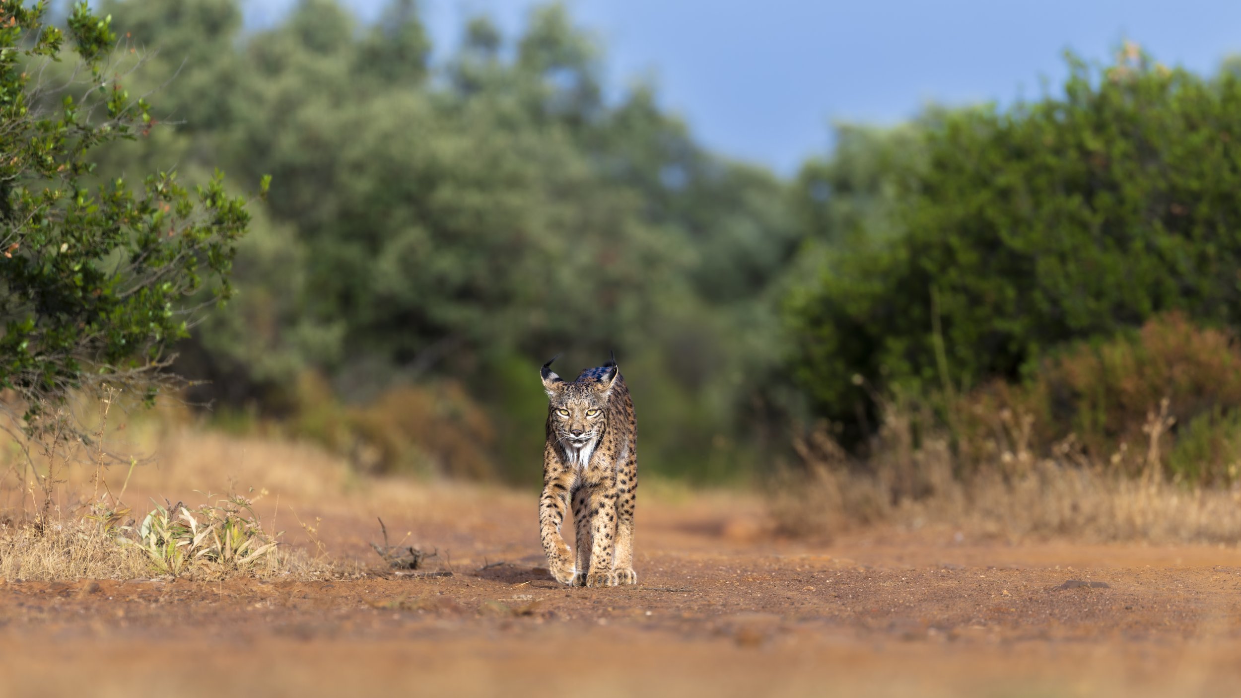 Iberian lynx