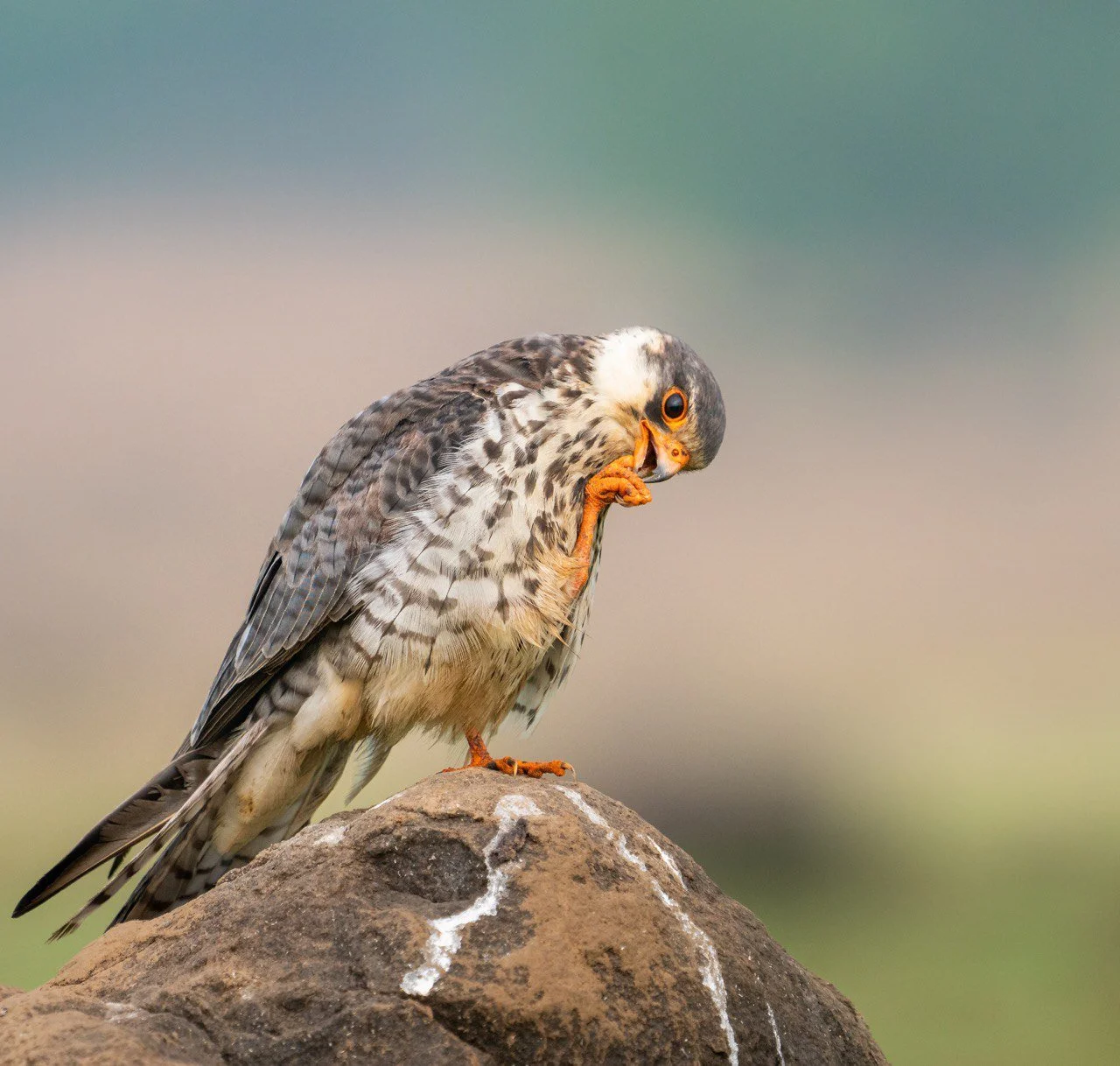 Amur falcon 