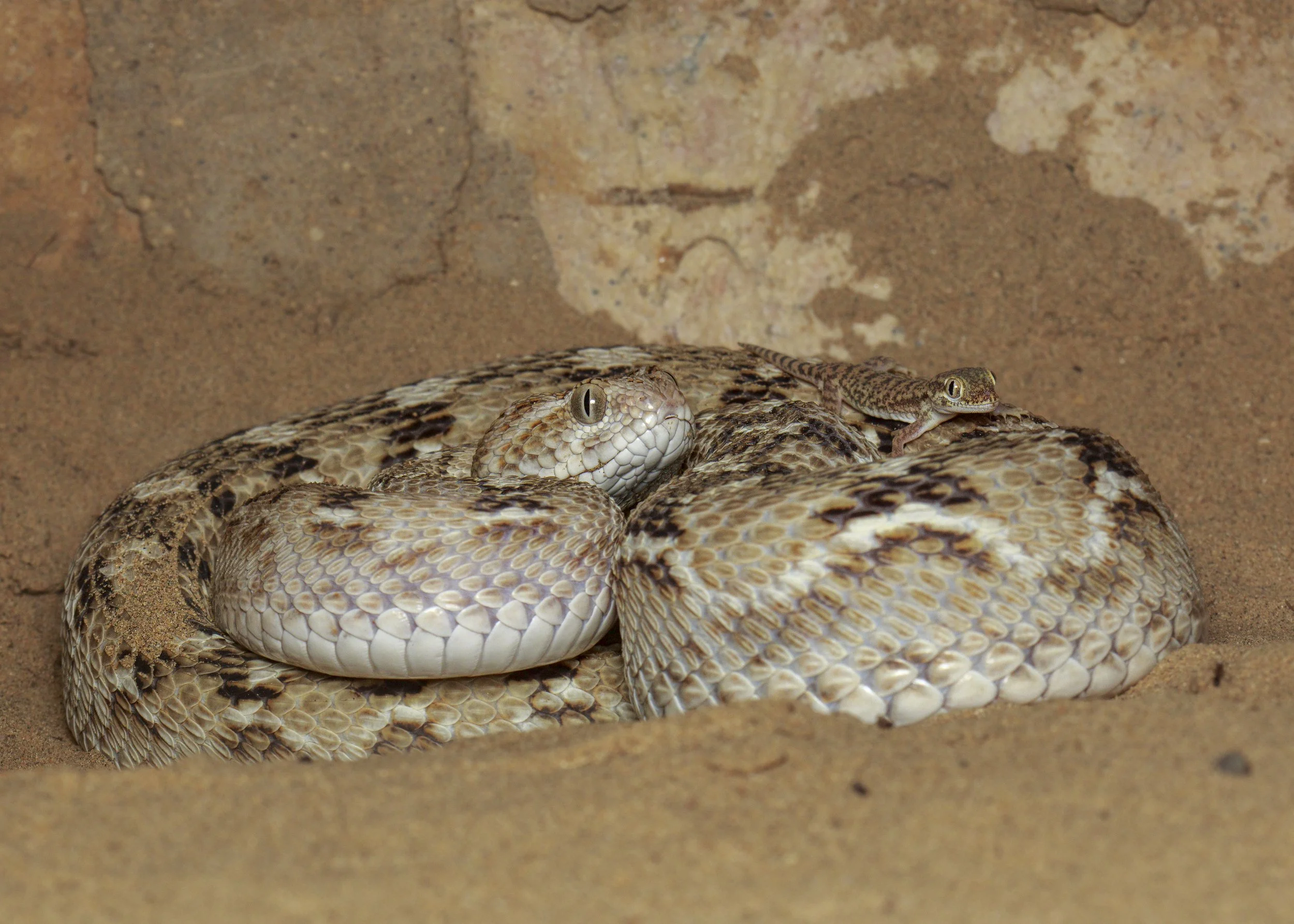 A Sidh sand-gecko on a saw-scaled viper