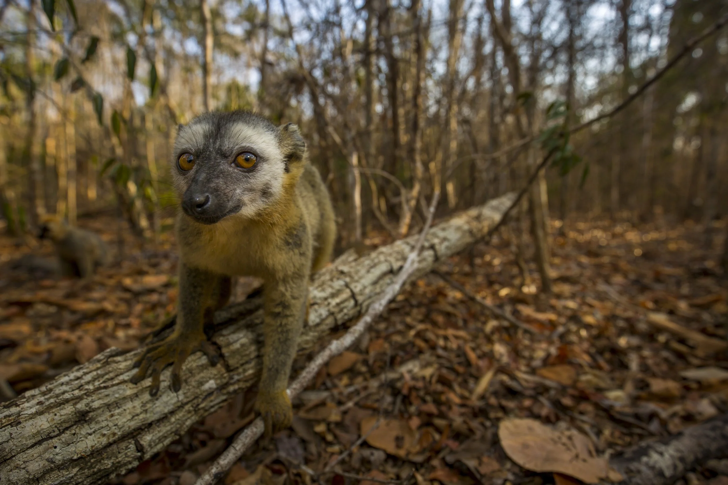Red-fronted brown lemur