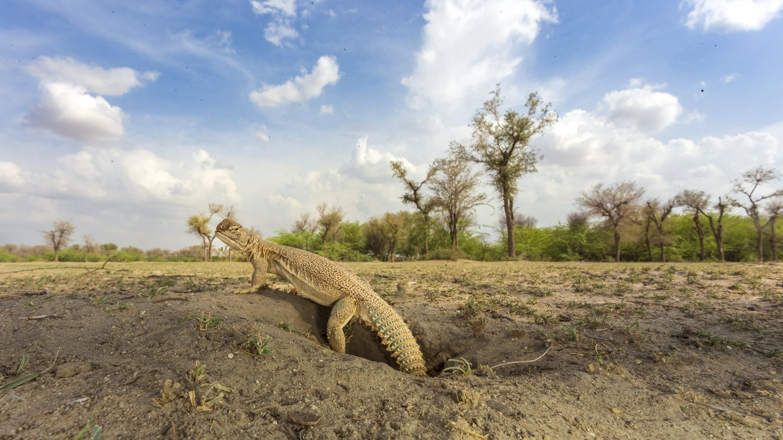 Spiny-tailed lizard, Tal Chhappar, India