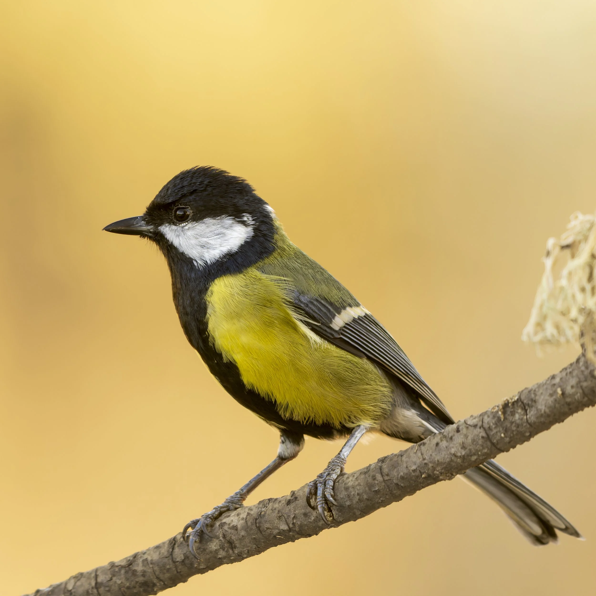 Great tit