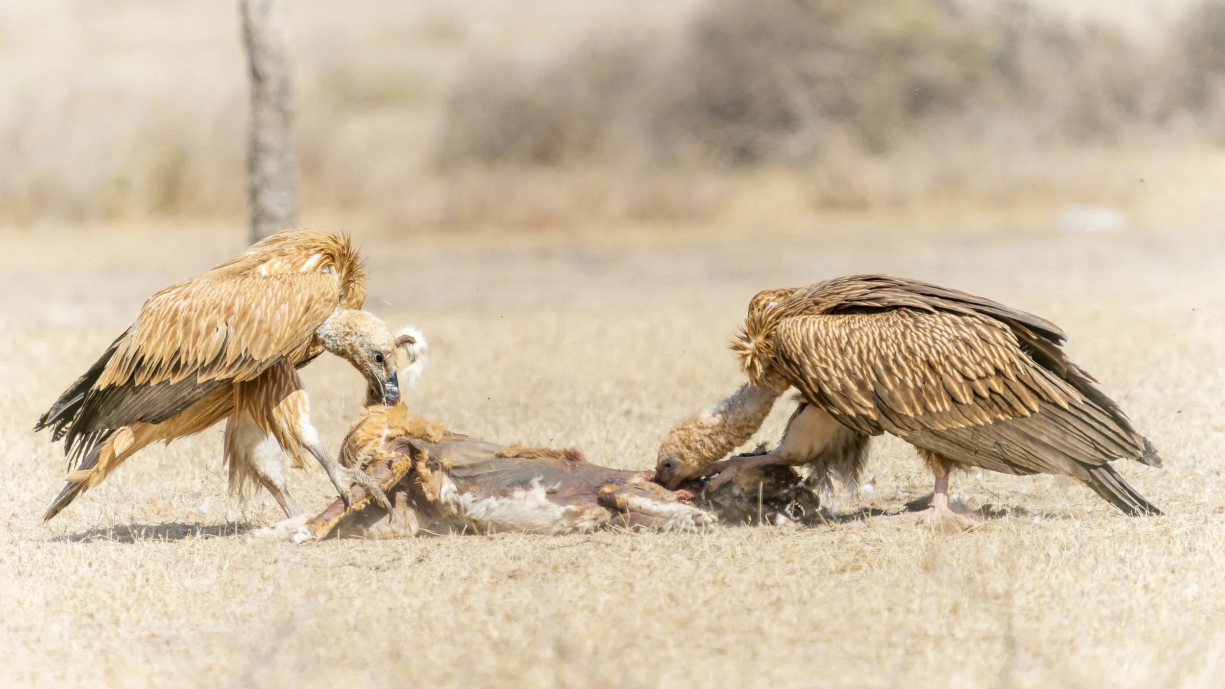 Griffon Vulture (R) and Himalayan Griffon (L)
