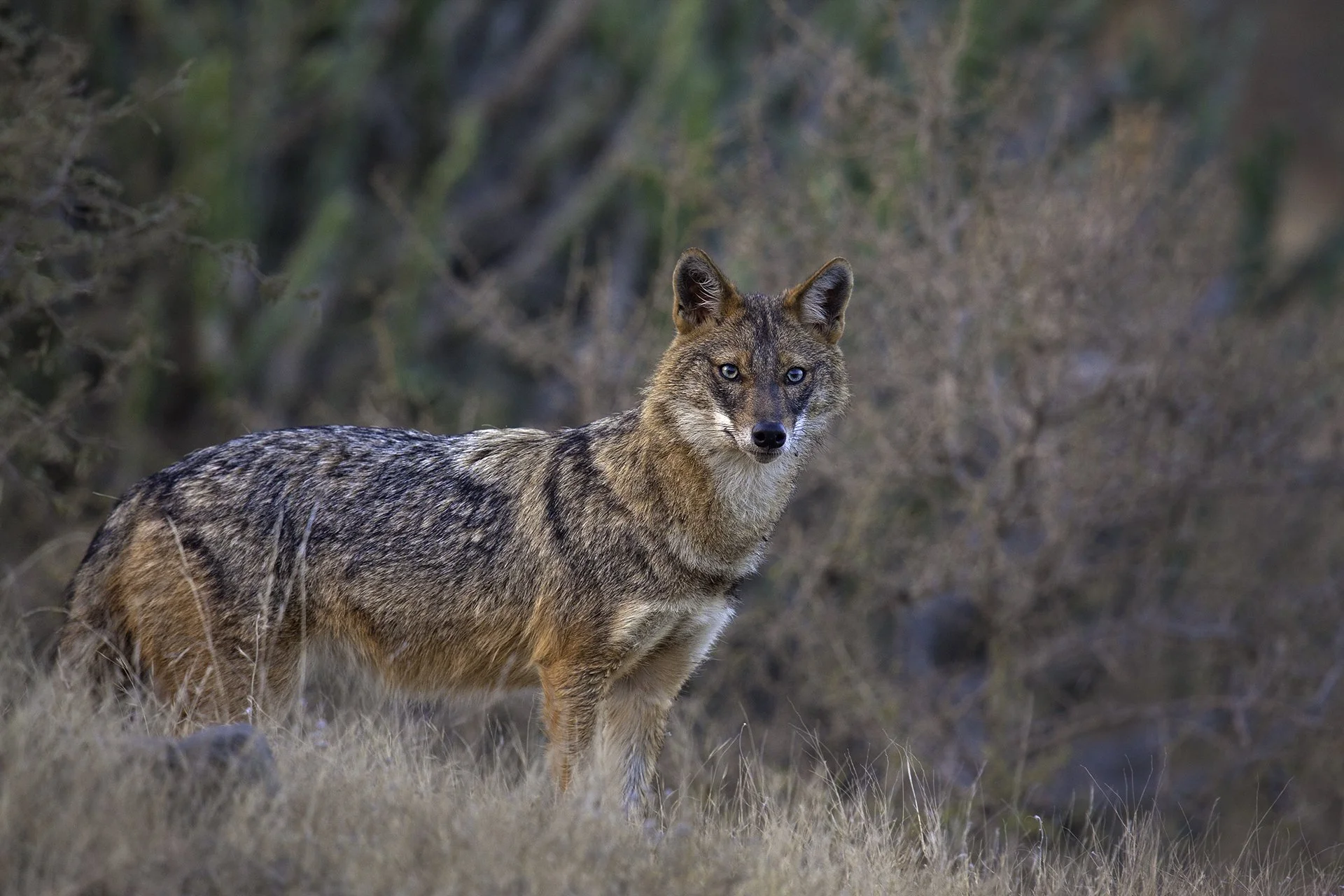 Indian jackal
