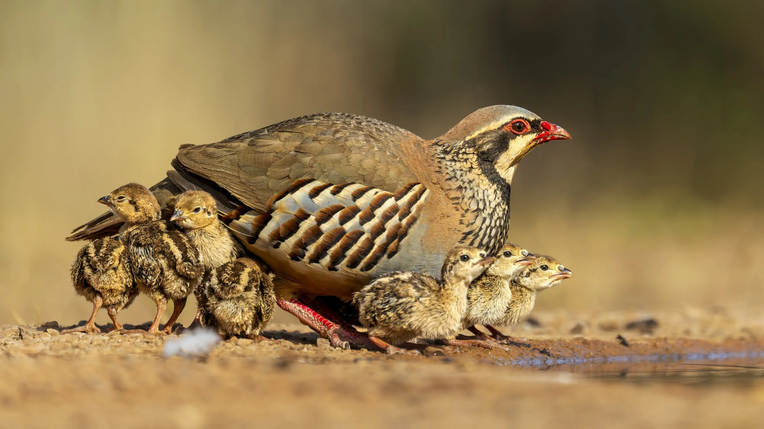 Red-legged partridge