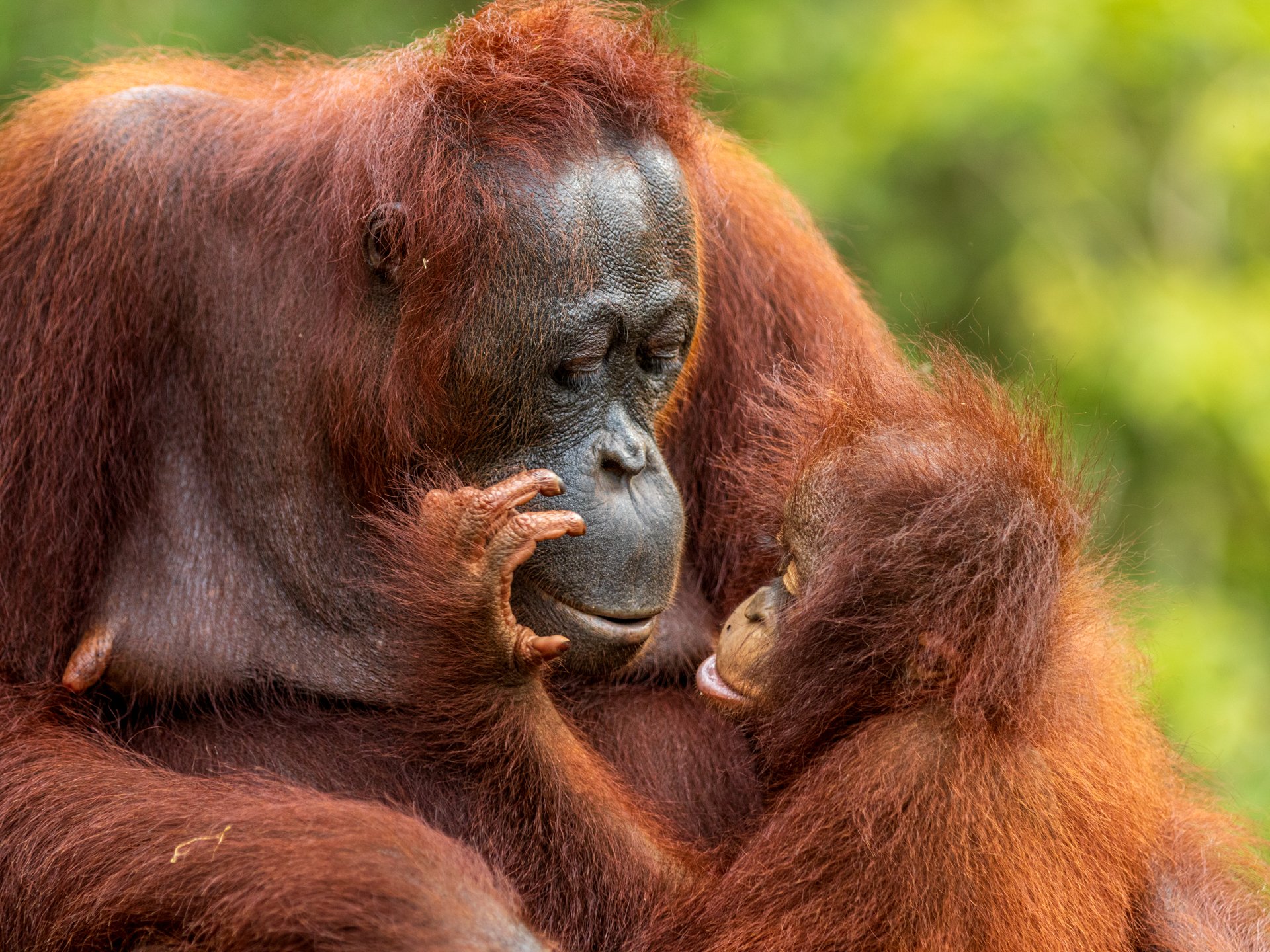 Orangutans, Borneo
