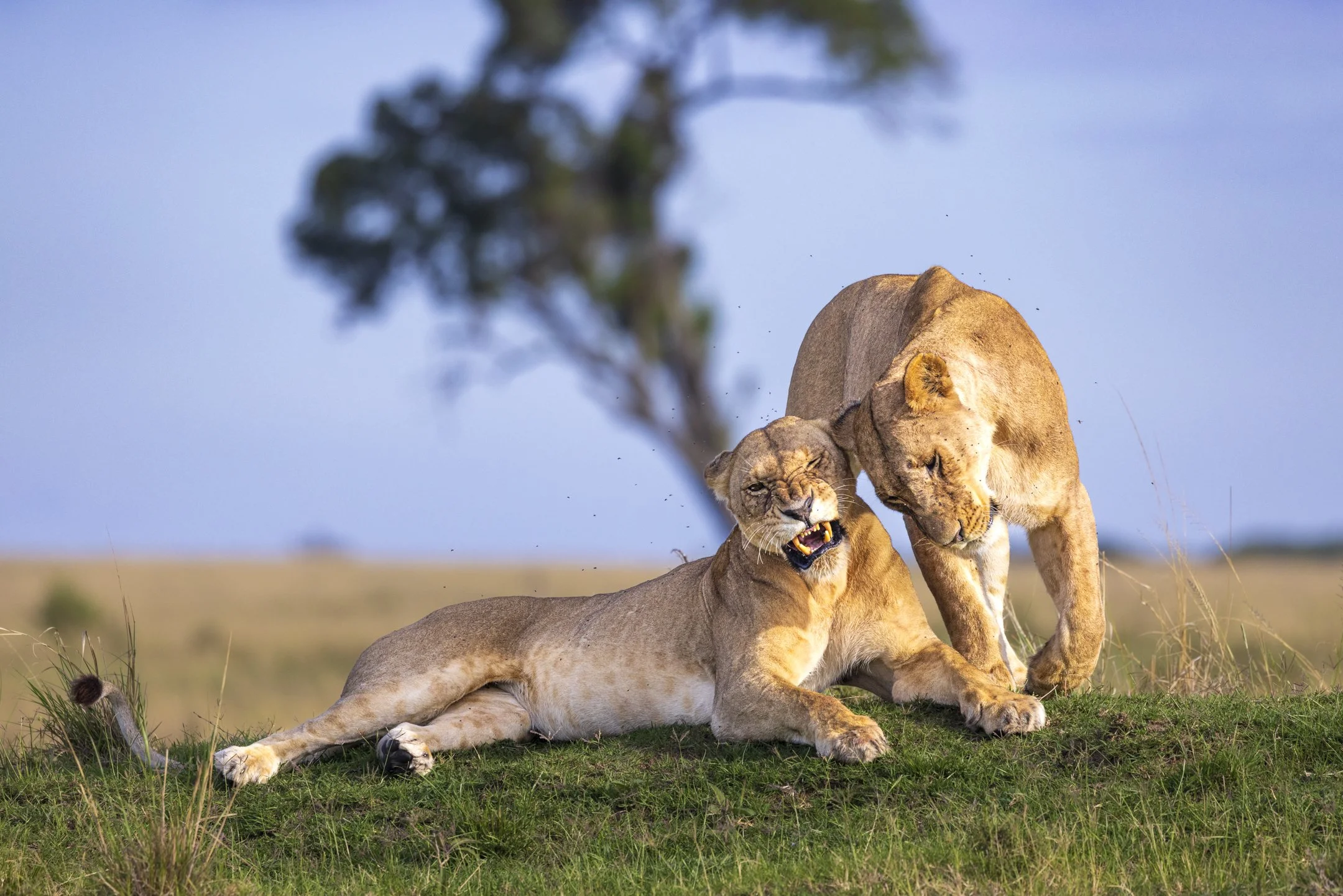 Lionesses, Masai Mara, Kenya 
