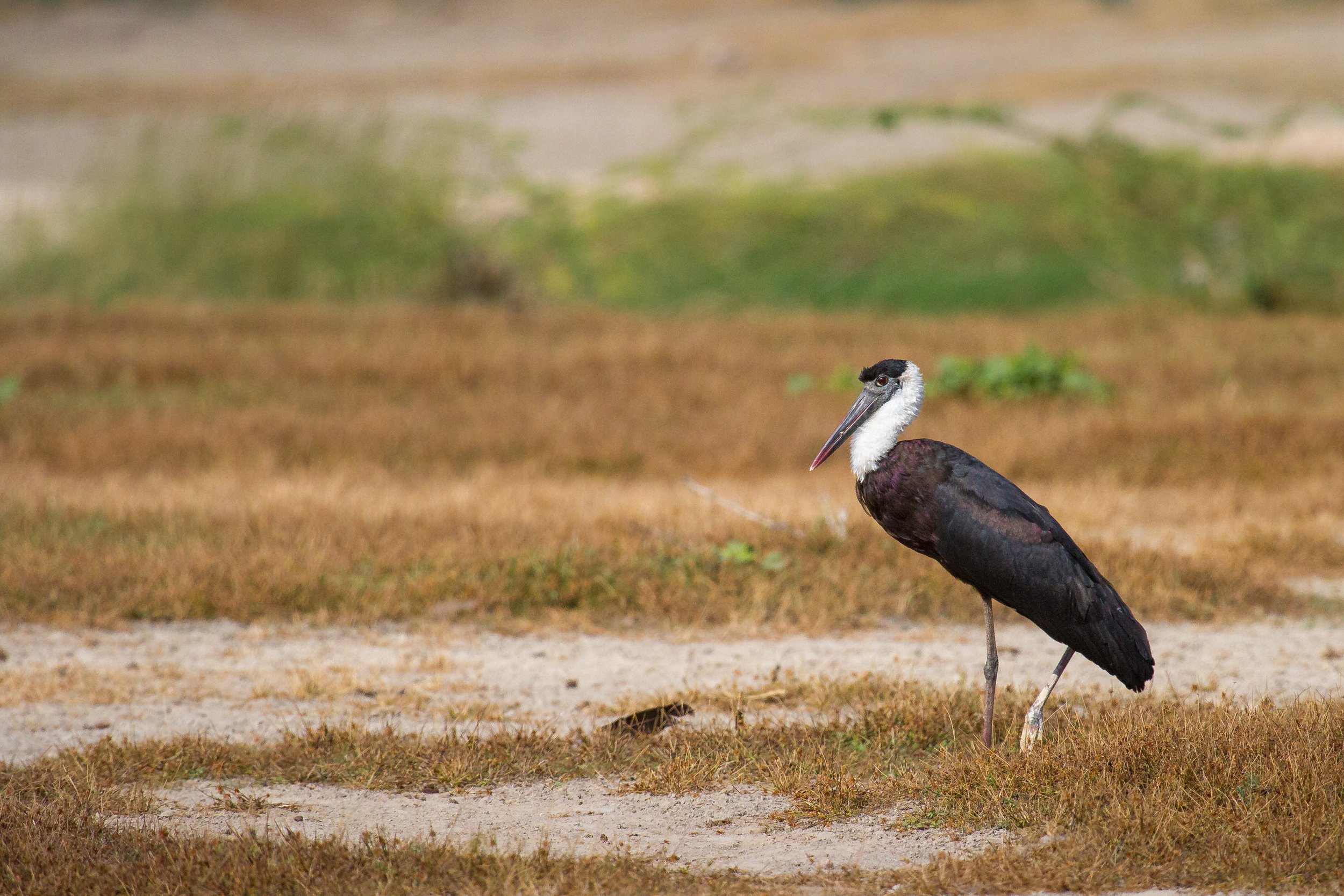 
Woolly-necked crane