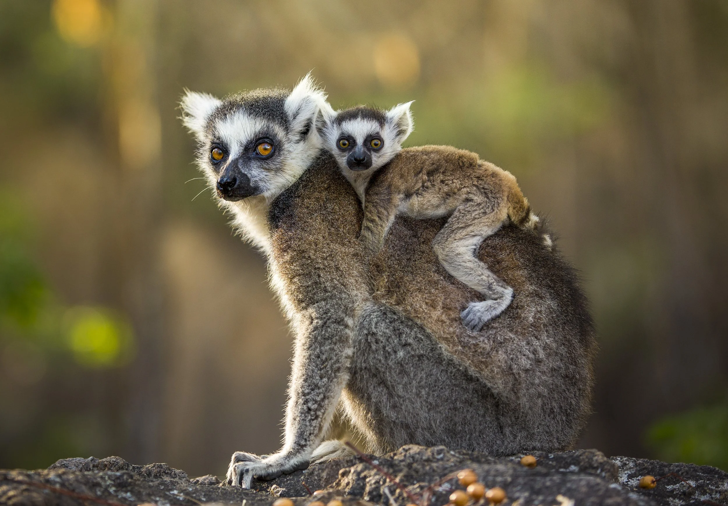 Ring-tailed lemurs