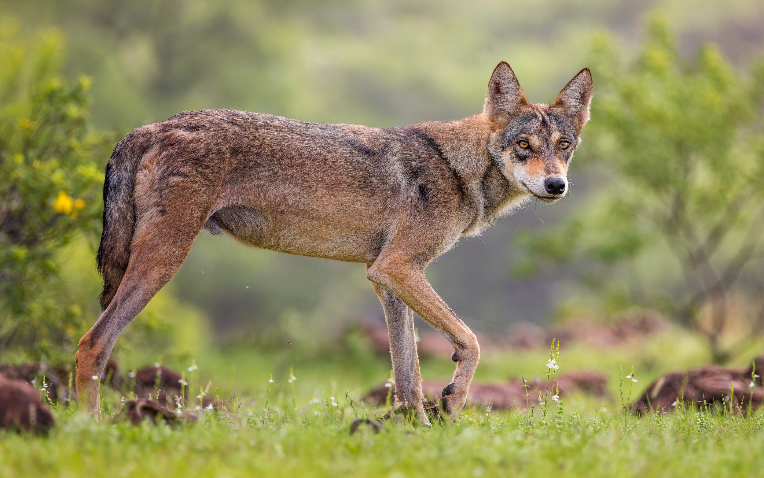 Alpha wolf in the woodland.jpg