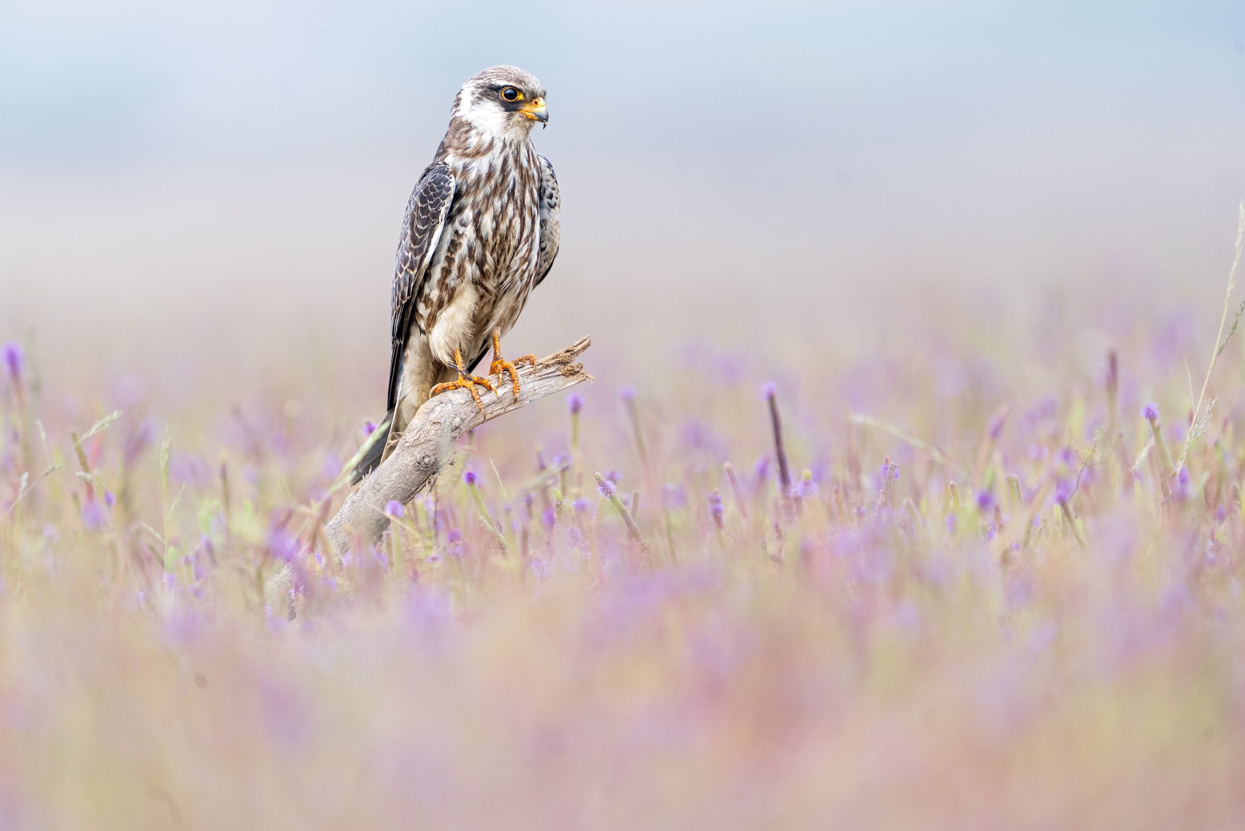 Amur falcon 