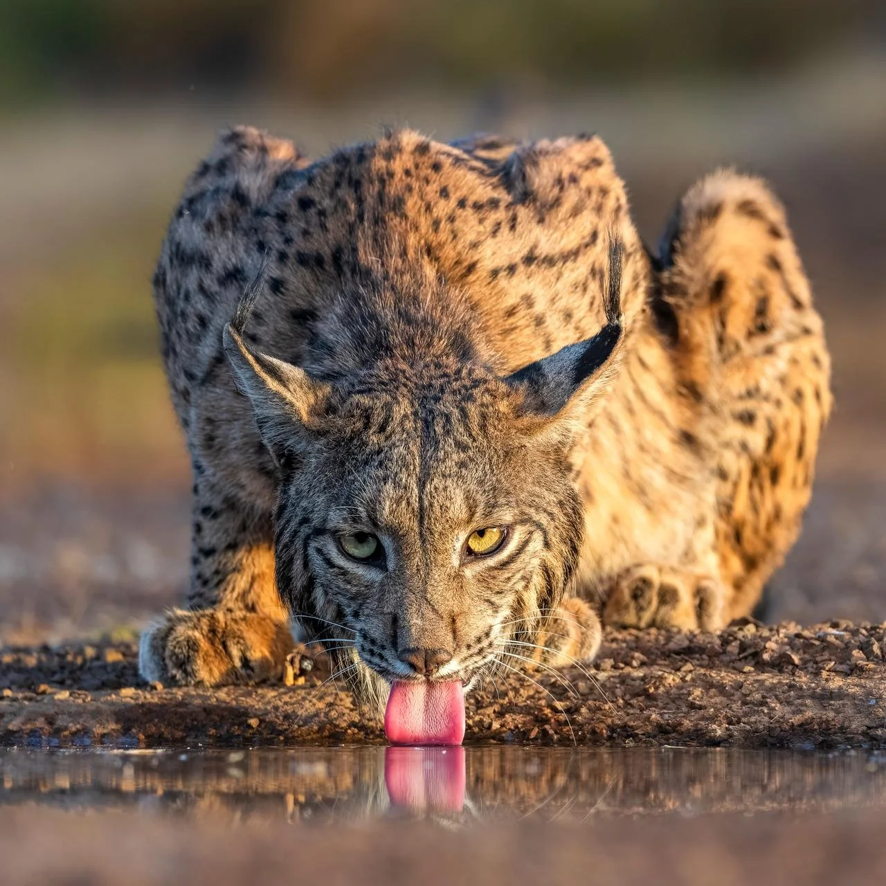 Iberian Lynx