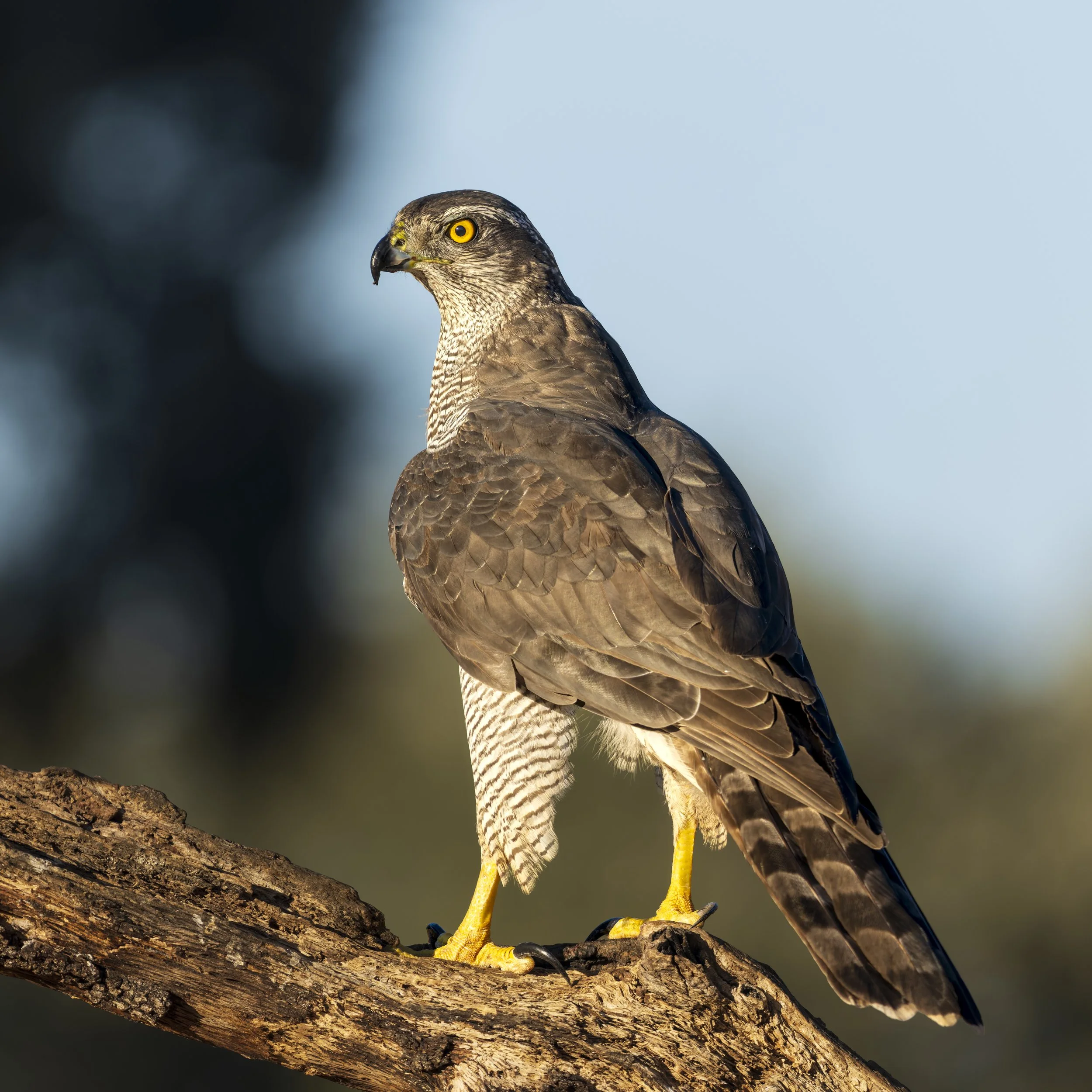 Northern goshawk