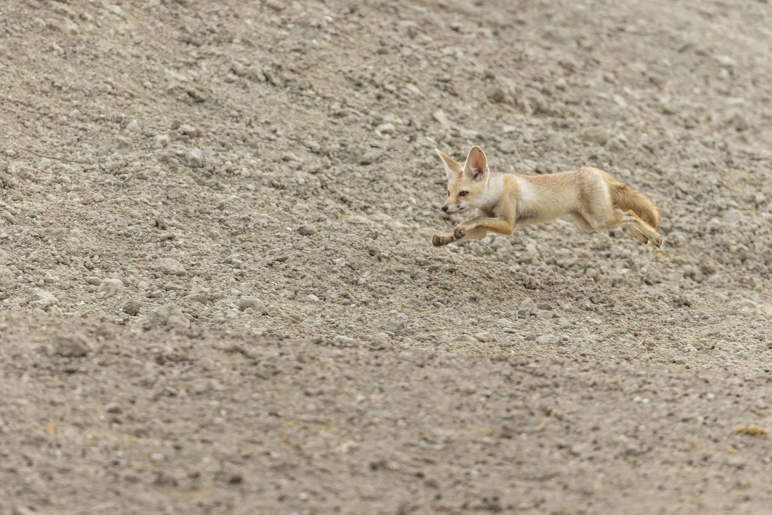Desert fox