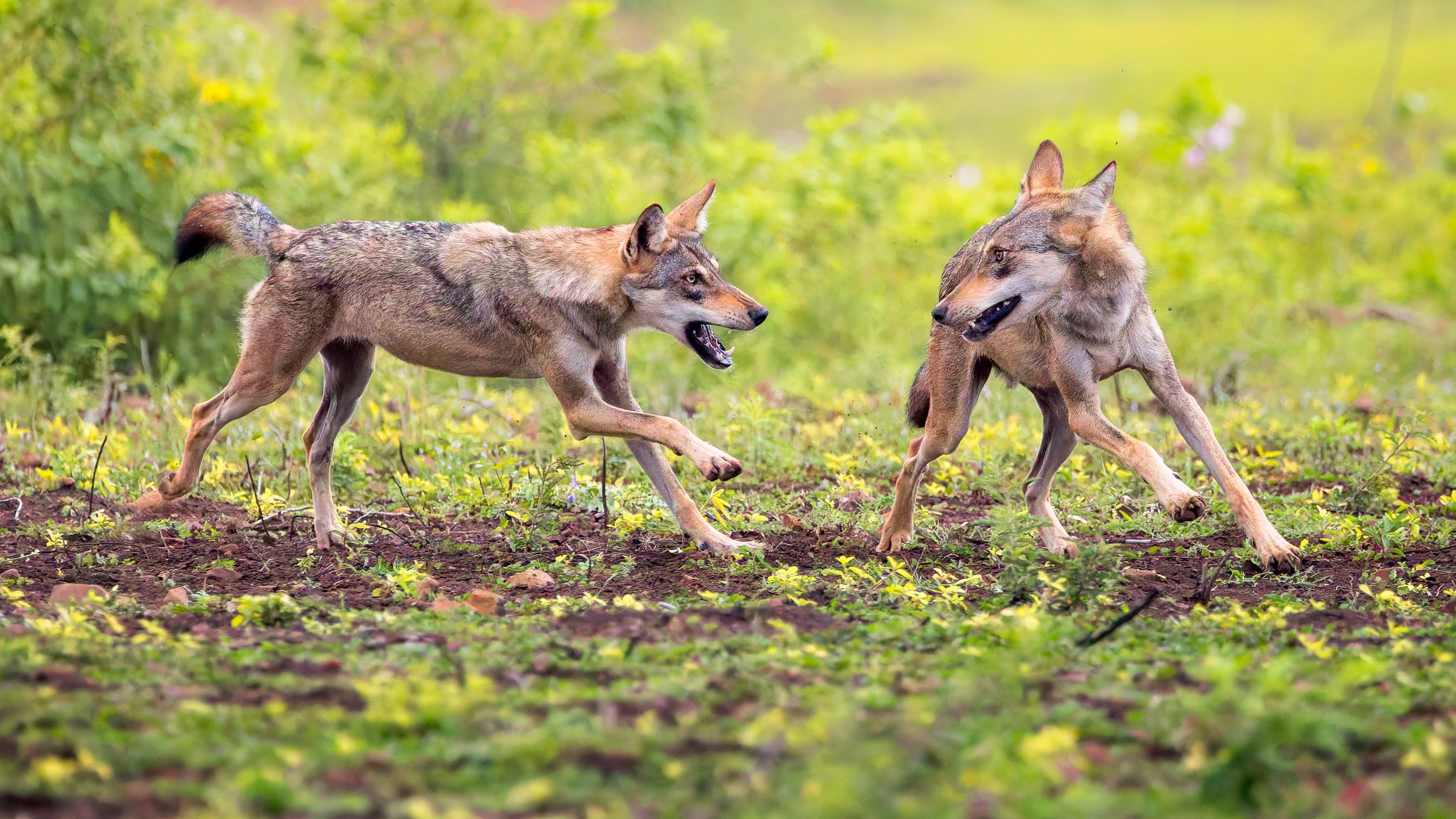 Playfighting wolves.jpg