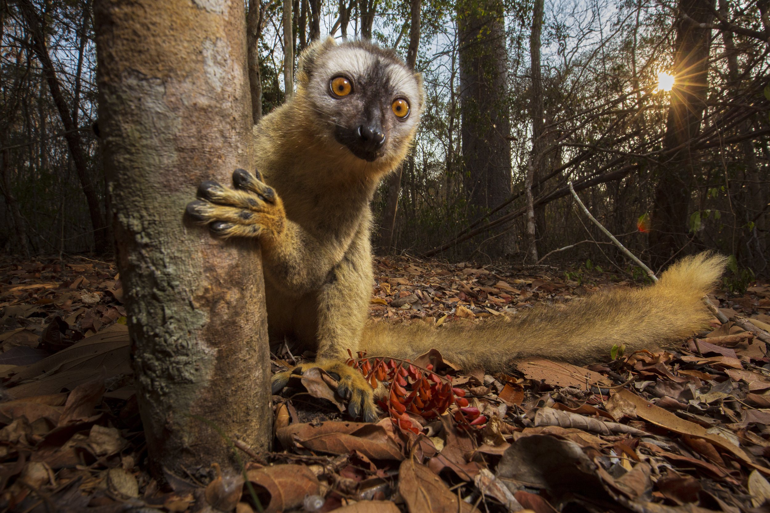 Red-fronted brown lemur, Kirindy, Madagascar 