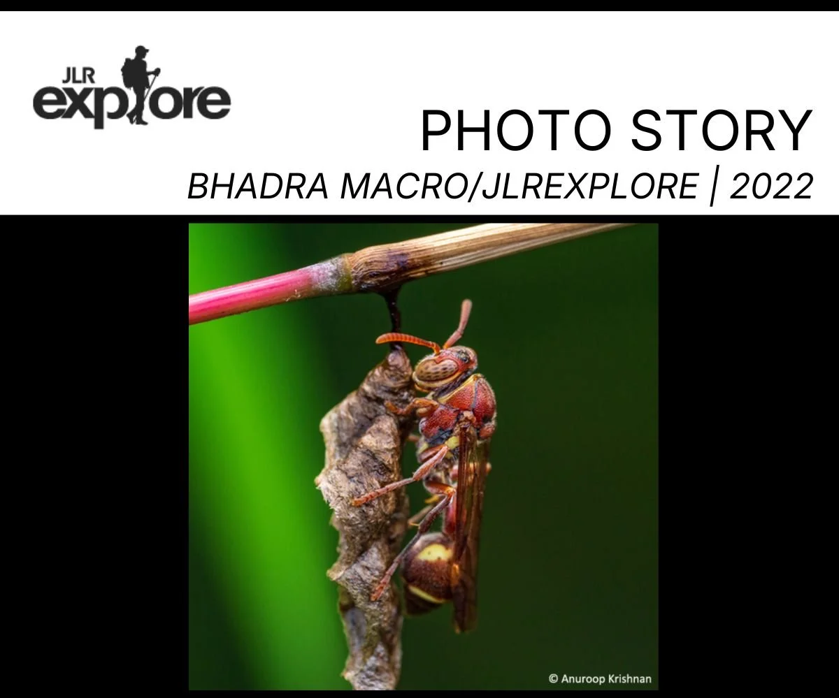 Copy of jlr explore slime mold (2).jpg