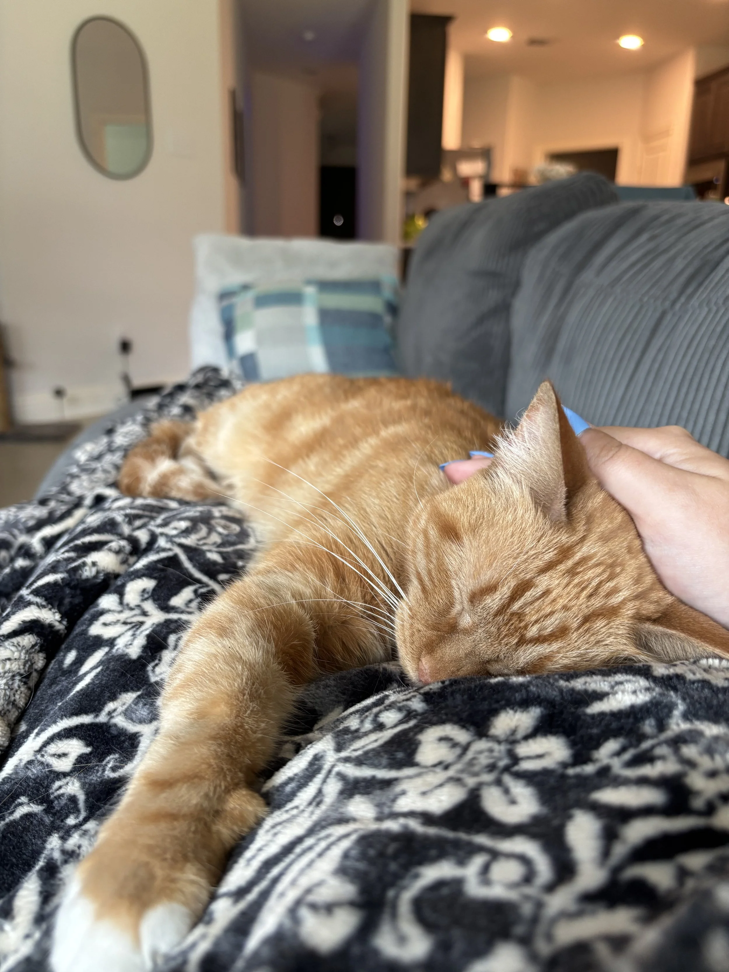 orange cat sleeping on lap