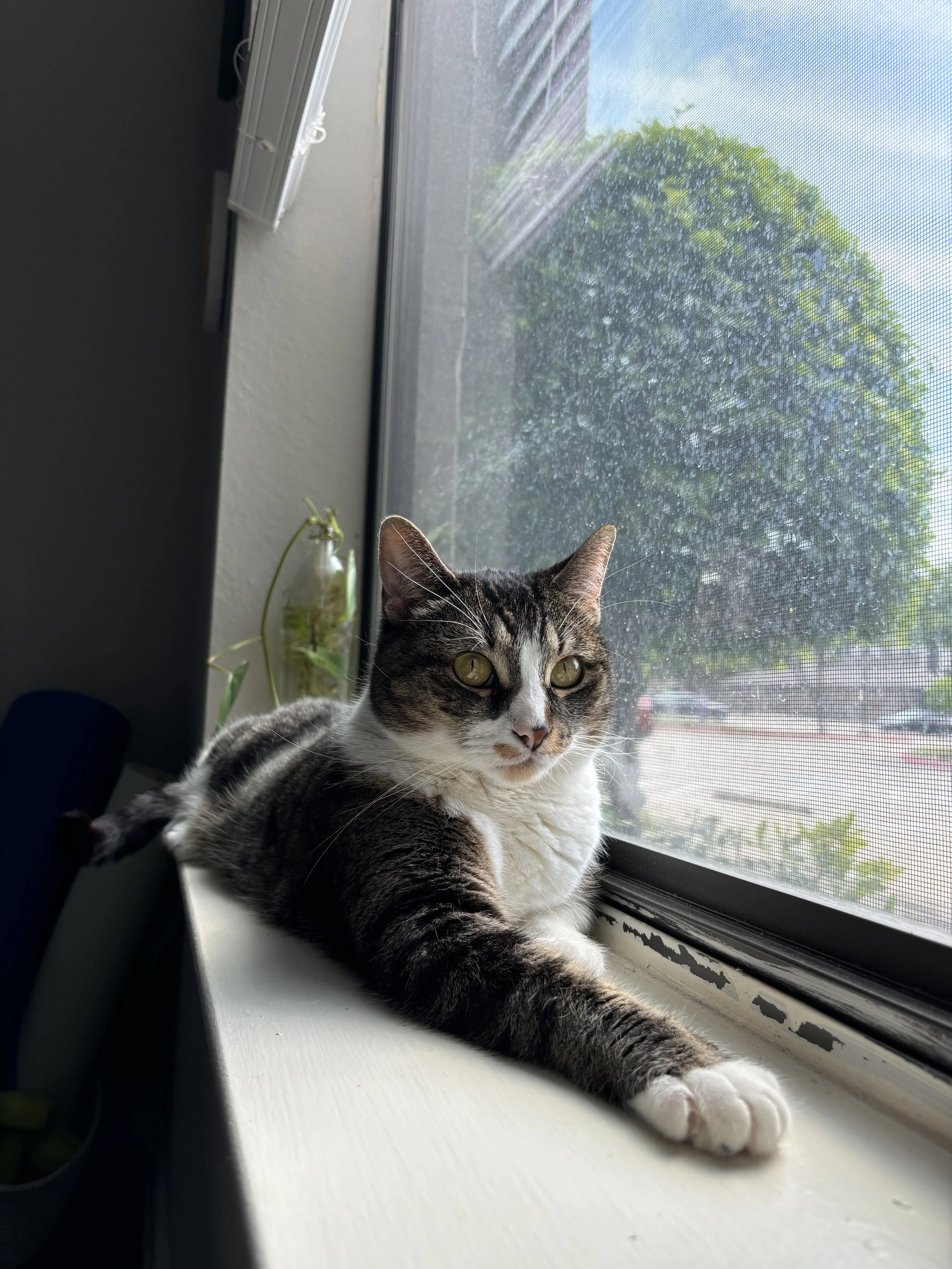 cat by window