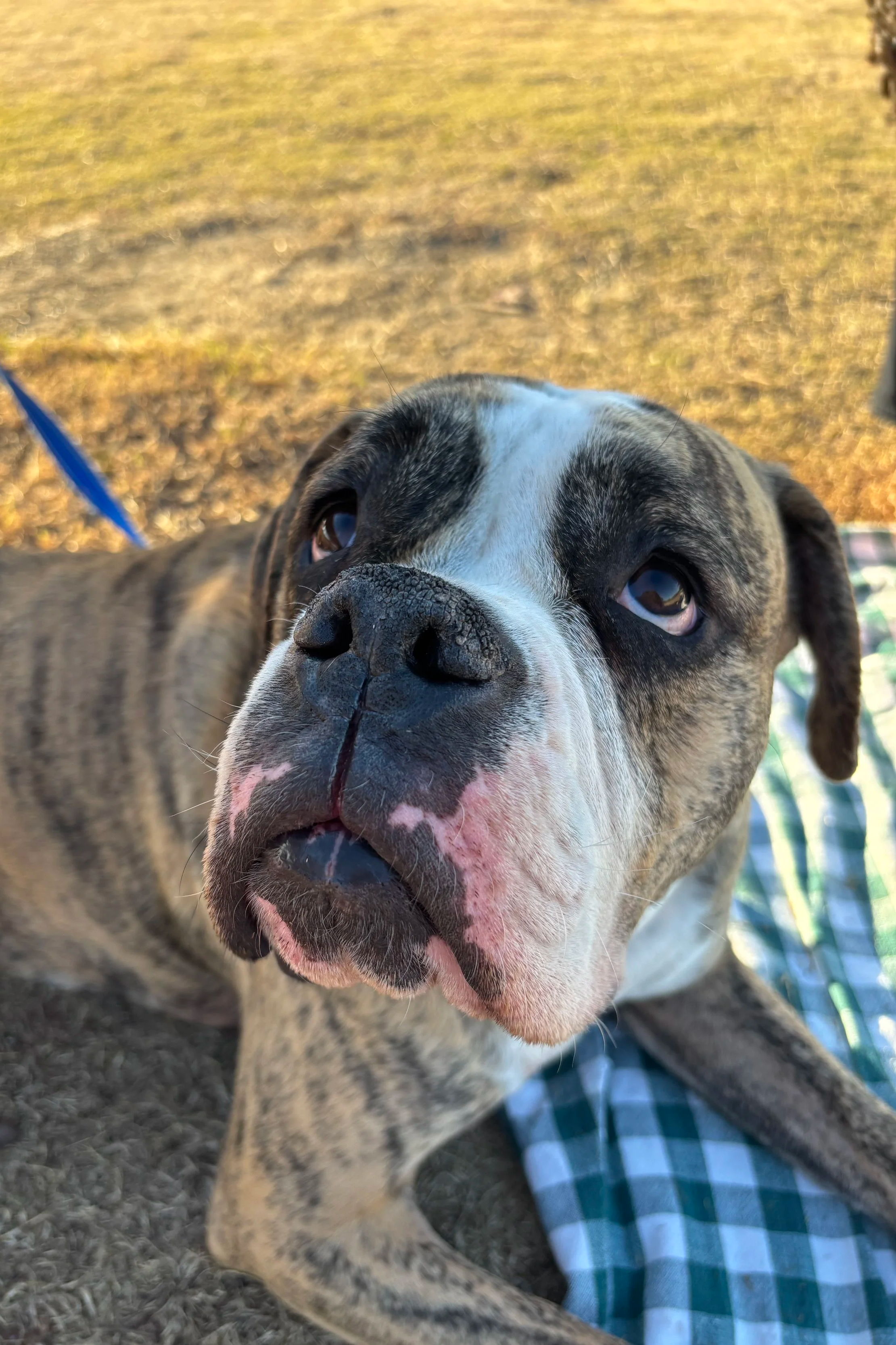 Close-up of a brindle and white dog, possibly a boxer or pitbull mix, lying outdoors on grass with a blanket nearby, gazing at the camera.