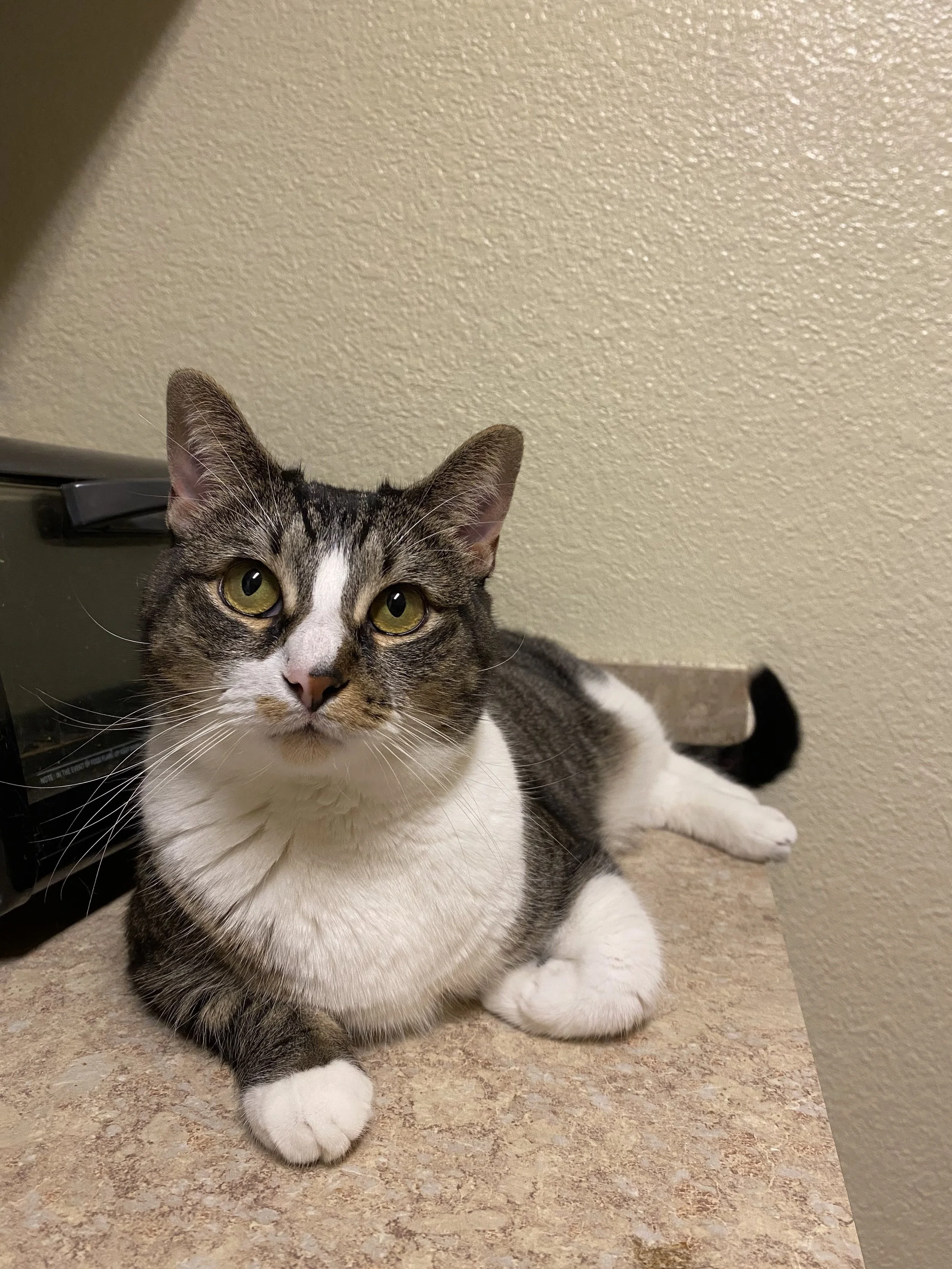 cat laying down on kitchen countertop