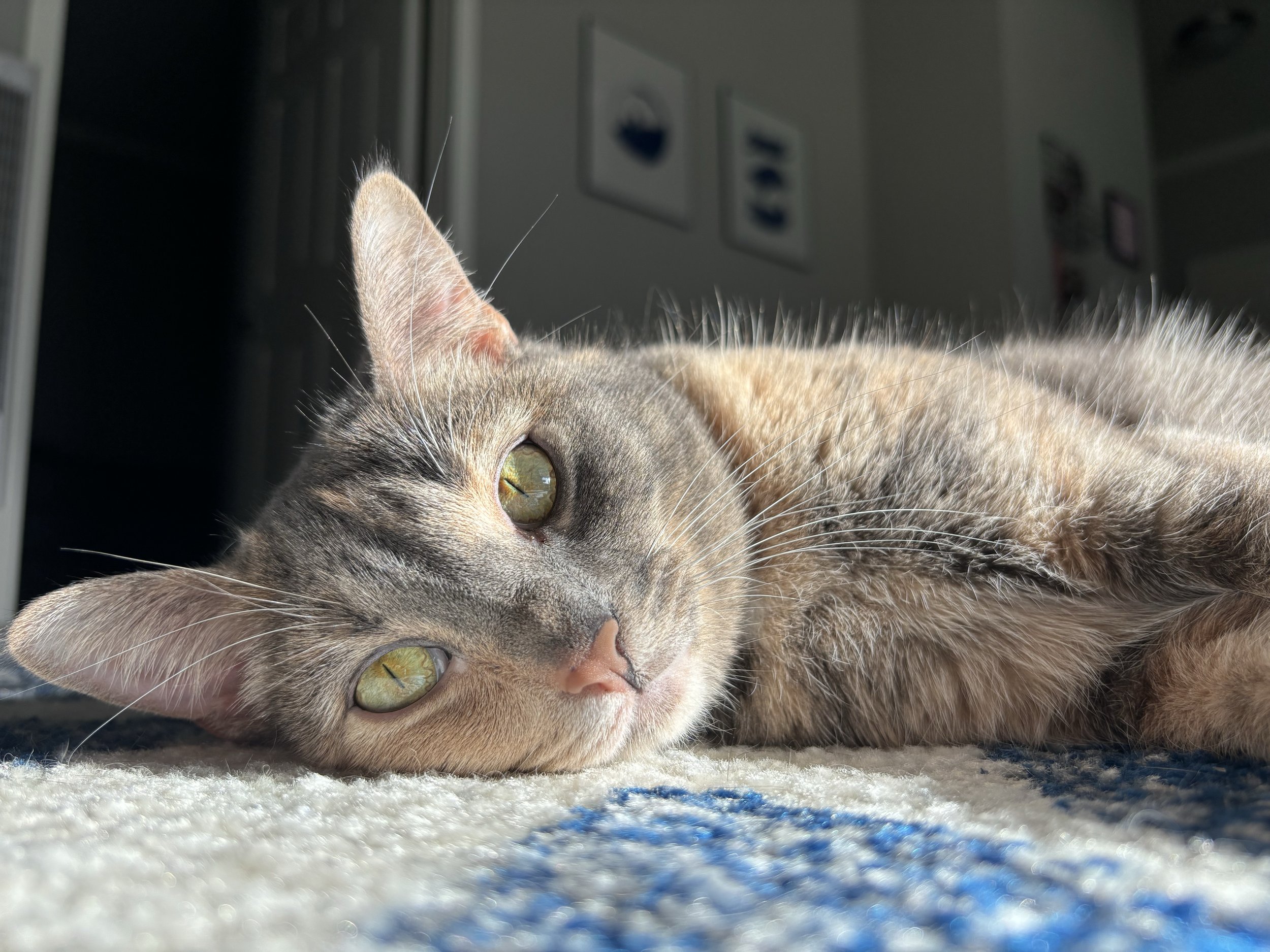 A tabby cat lying on a carpet, looking at the camera with green eyes and relaxed expression.