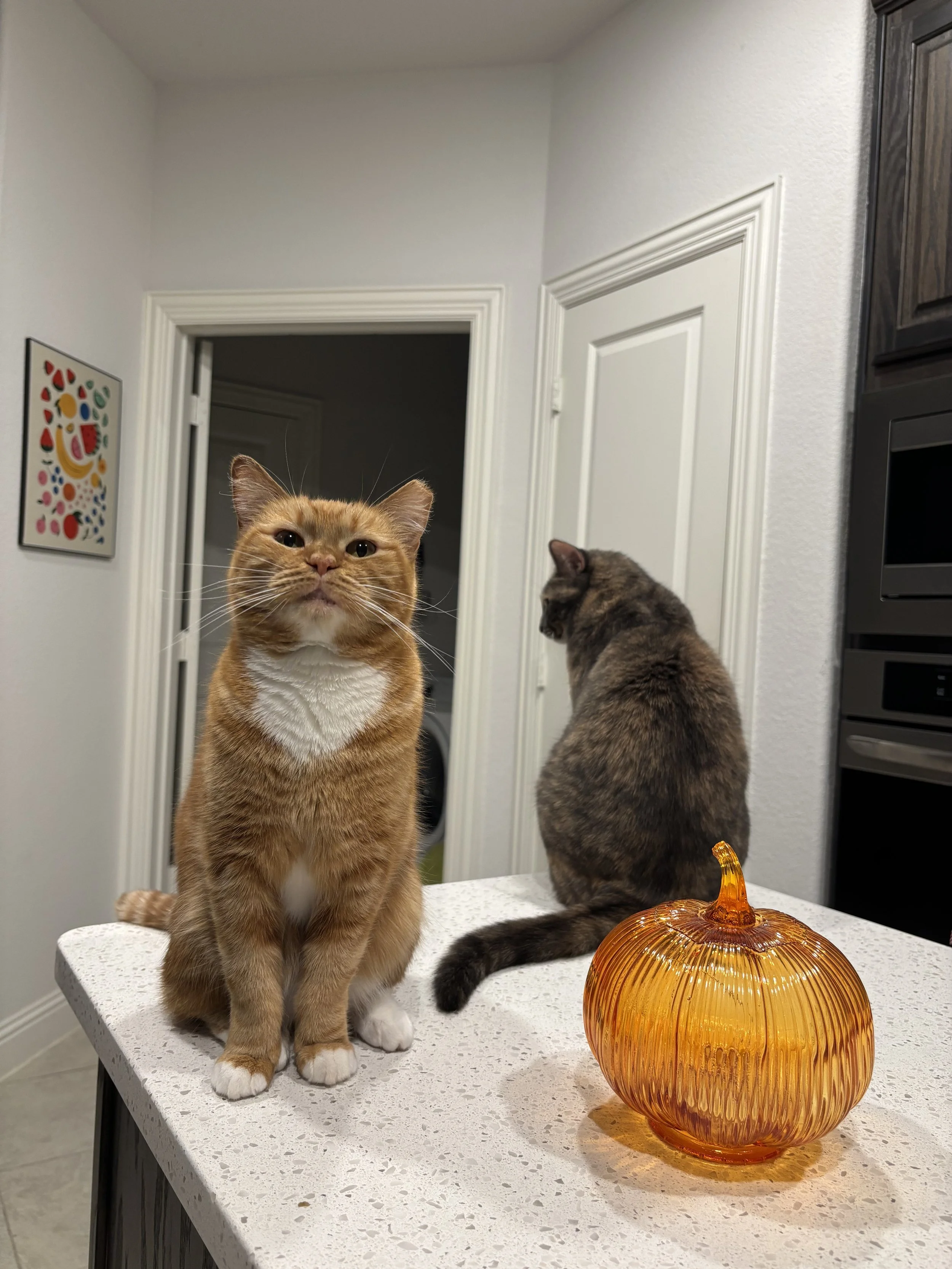two cats on a kitchen island