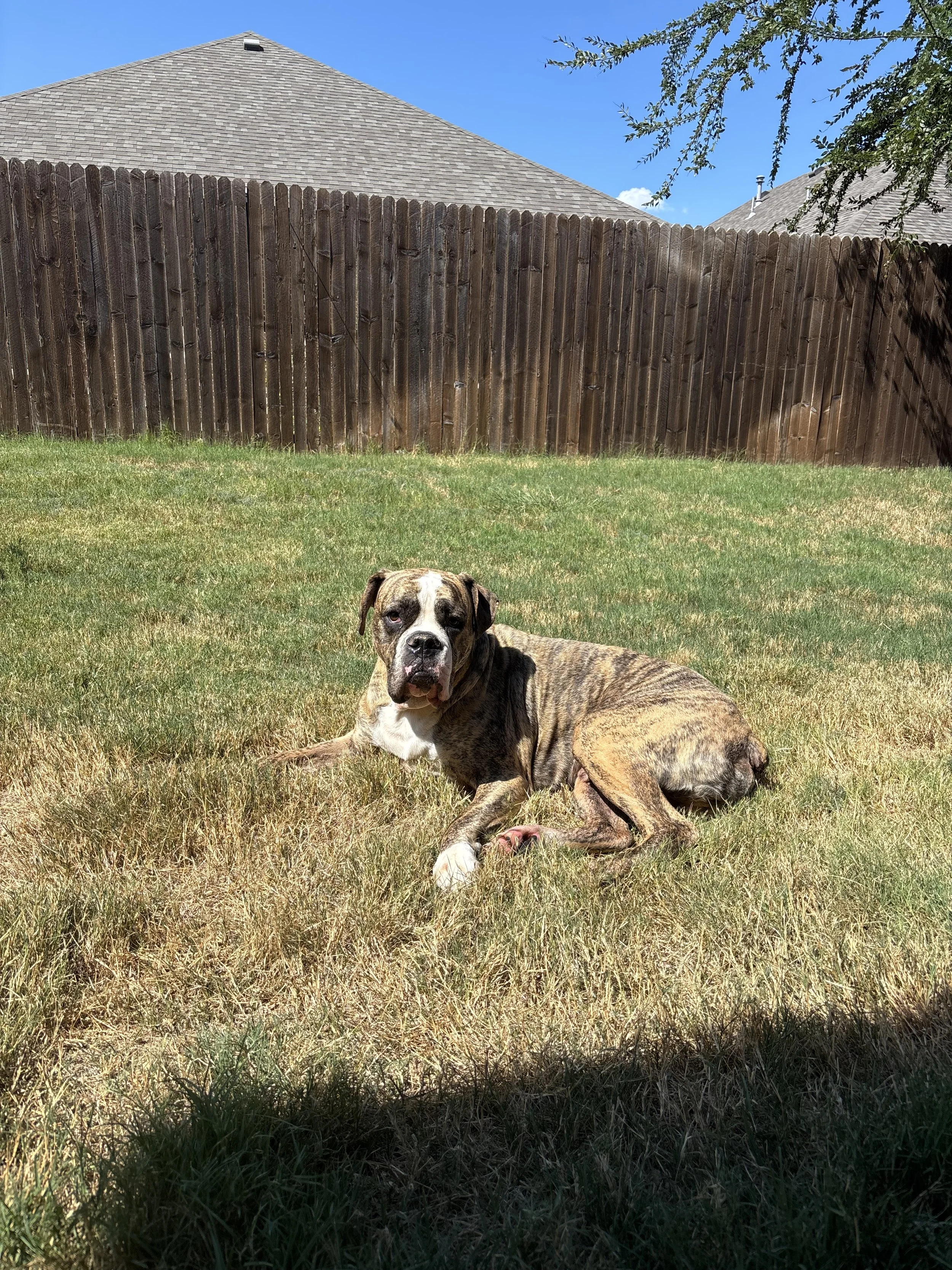 a dog laying in a backyard