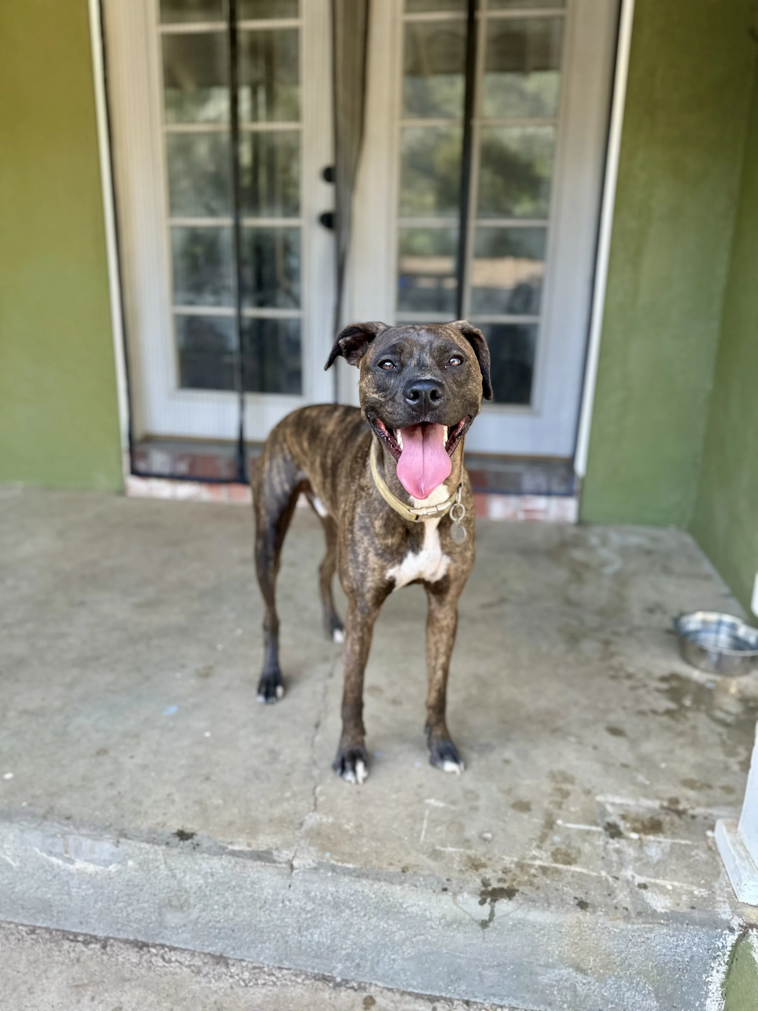 A brindle-colored dog with a happy expression standing on a concrete porch in front of a set of glass doors with white frames.