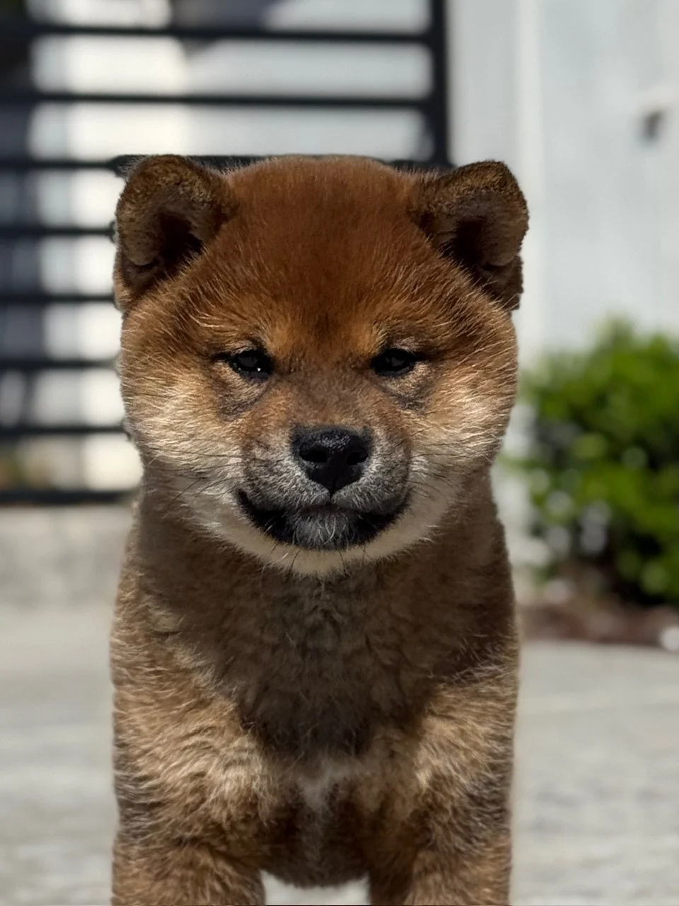 Miso