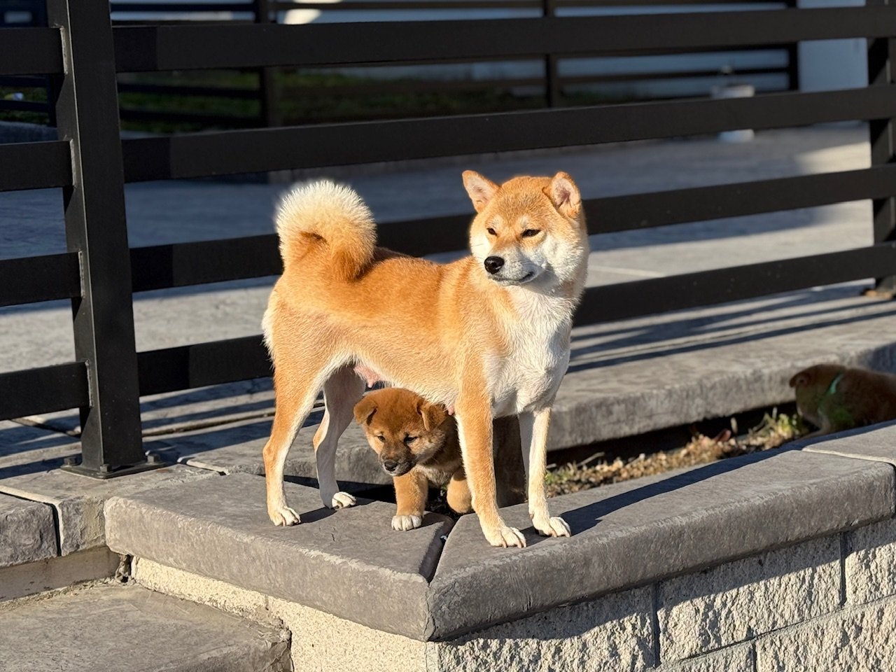 Aiko and Kinako