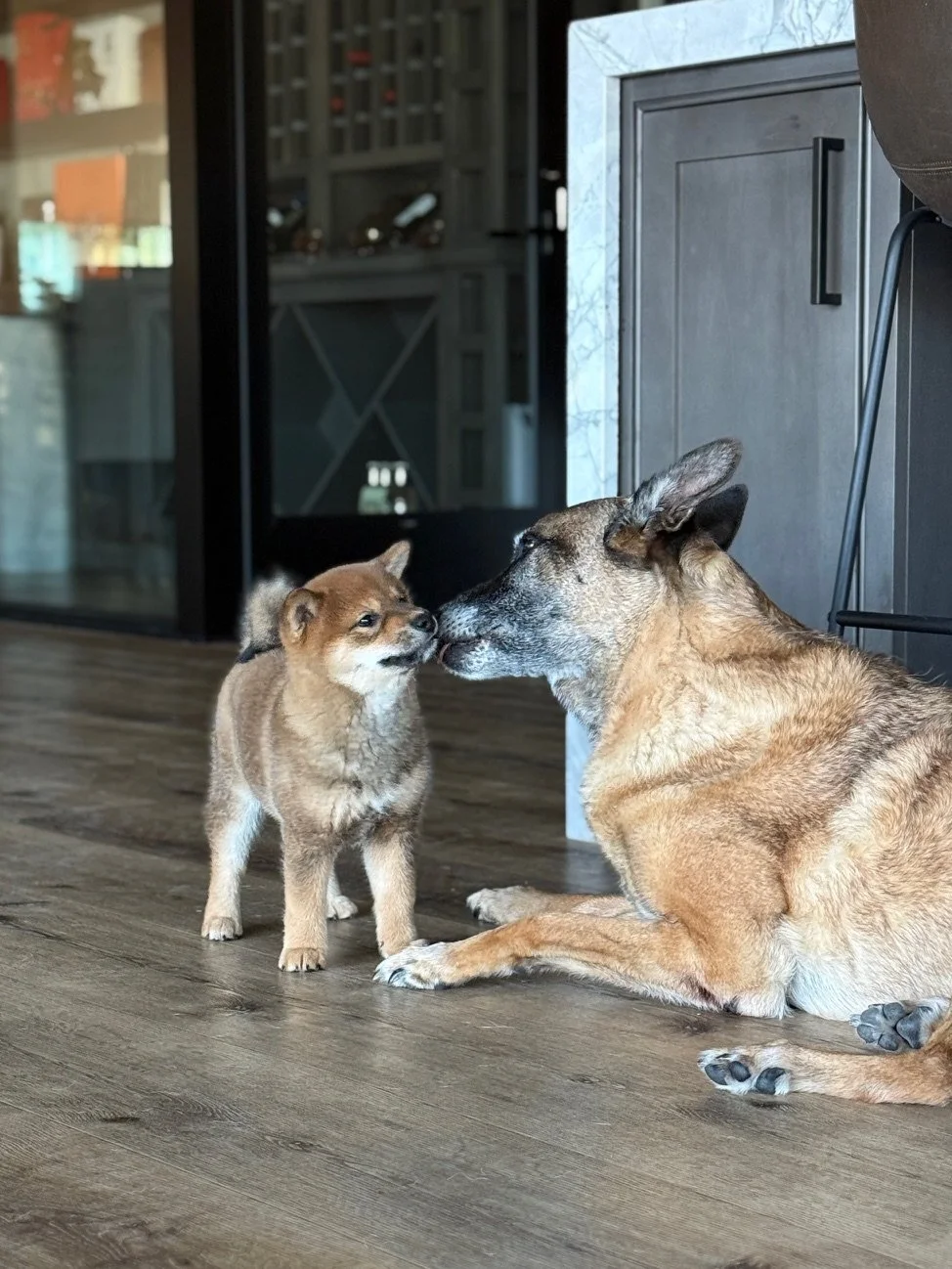 Miso and Moolah sharing kissies 