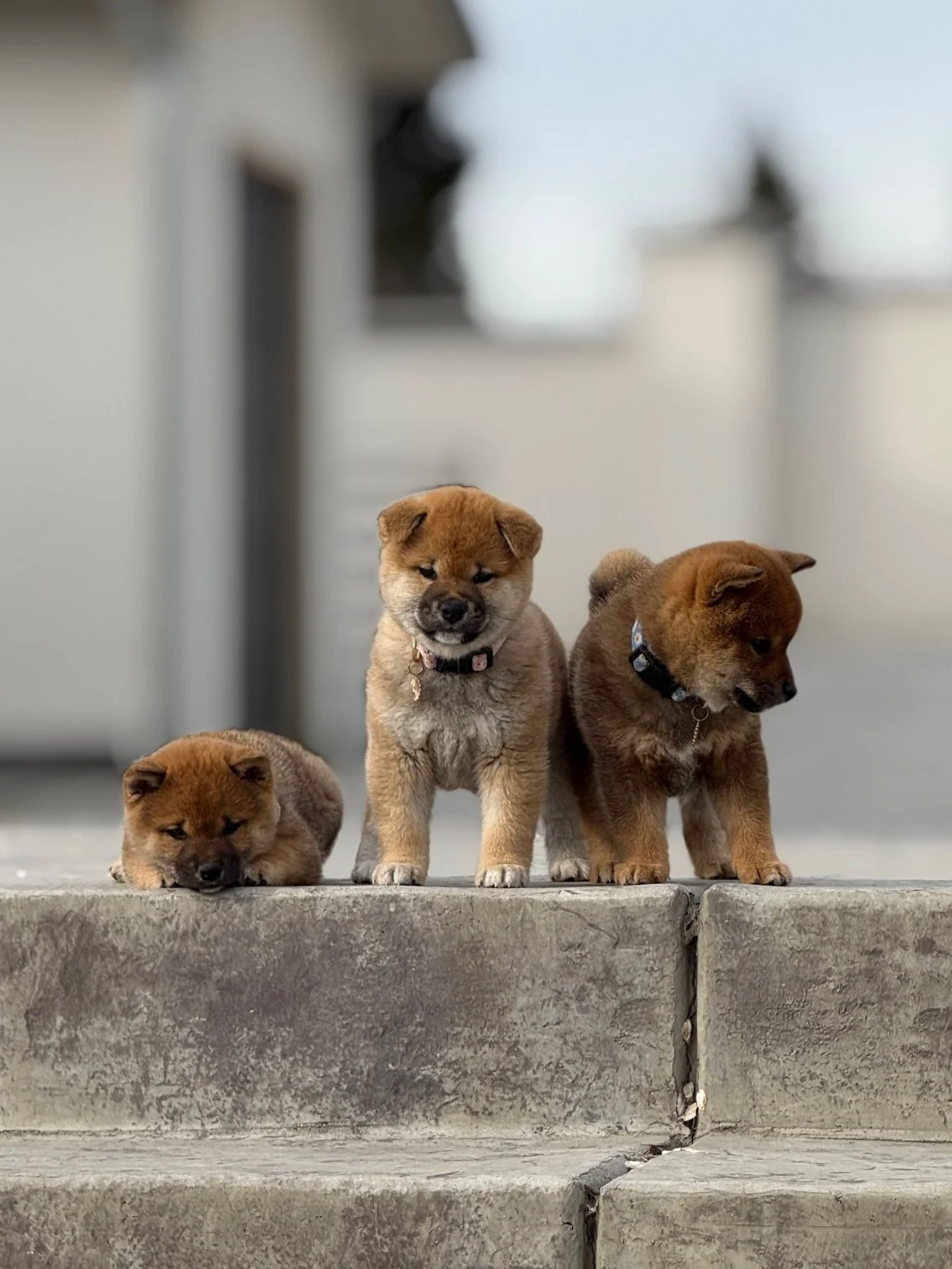 Kinako, Gemini and Miso!