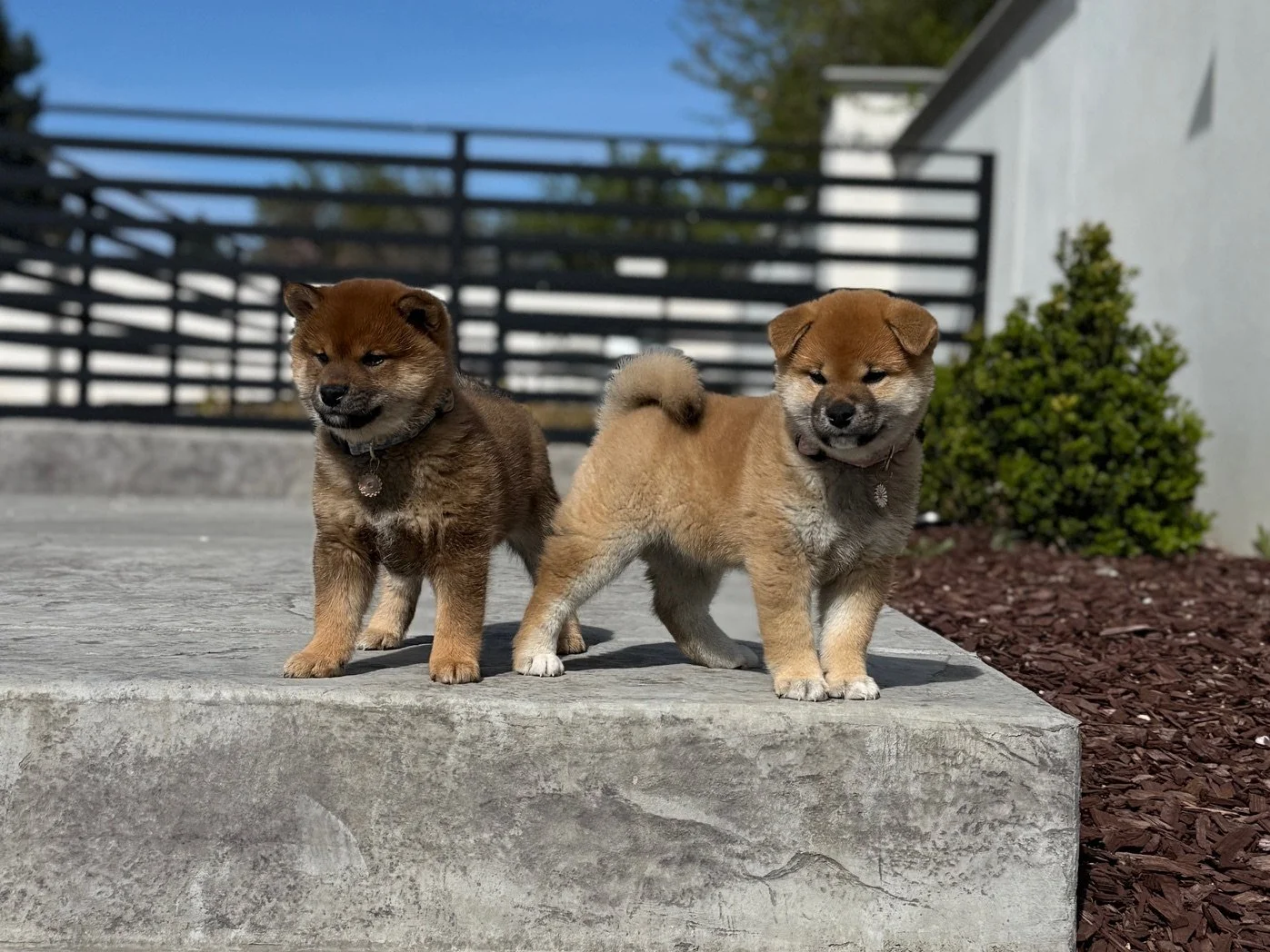 Miso & Gemini
