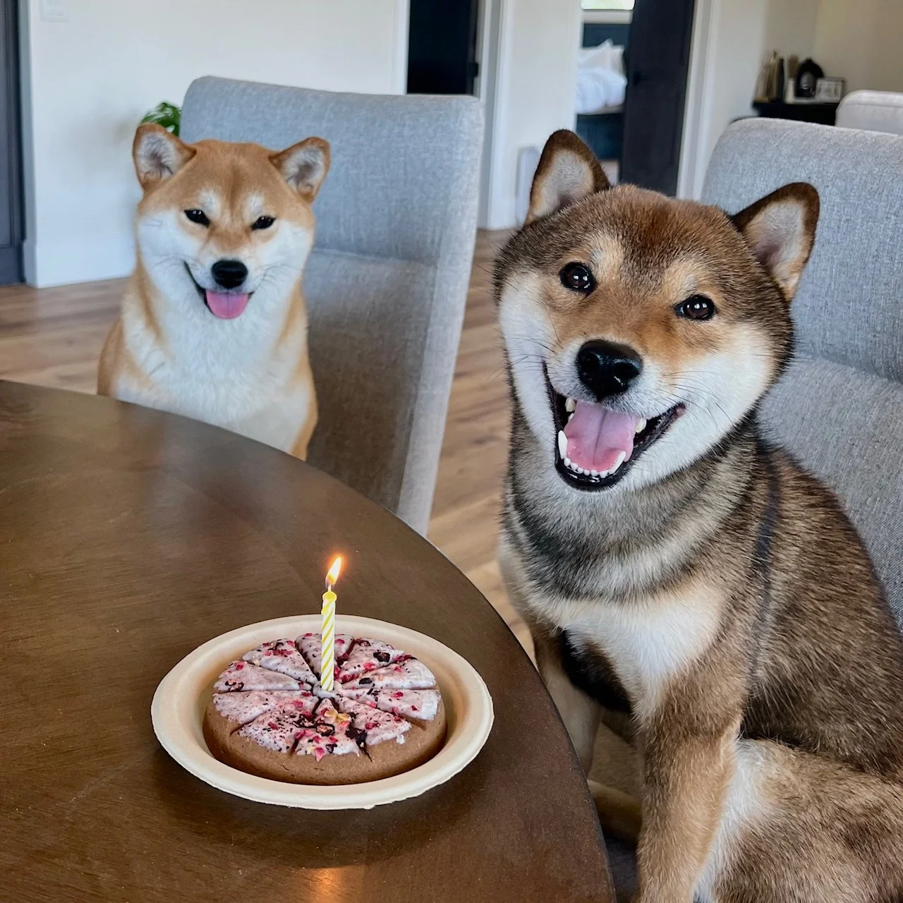 Aiko and Zenki celebrating his birthday.