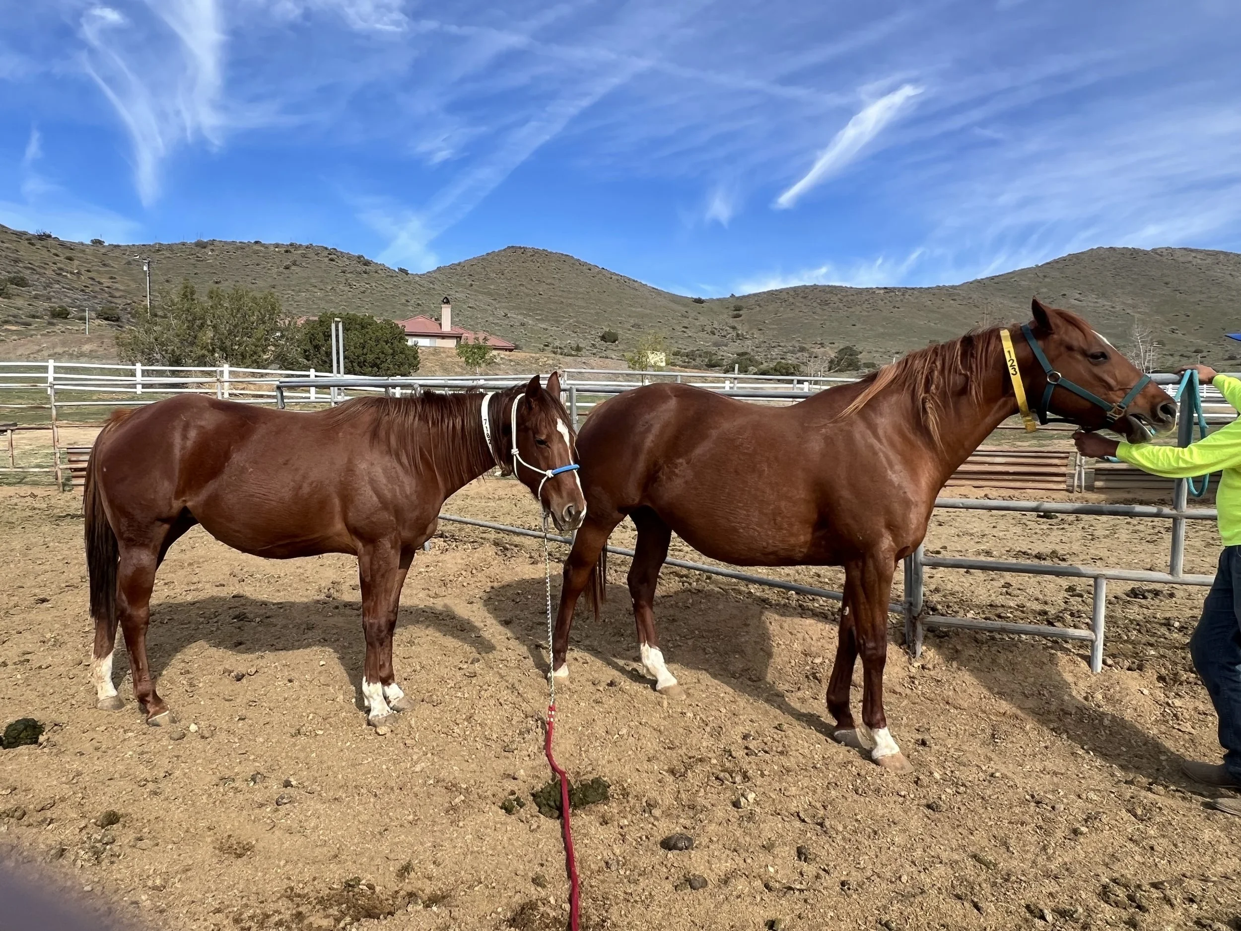 Two brown horses in a fenced outdoor area, one being held by a handler wearing a neon green jacket, with a mountain and blue sky in the background.
