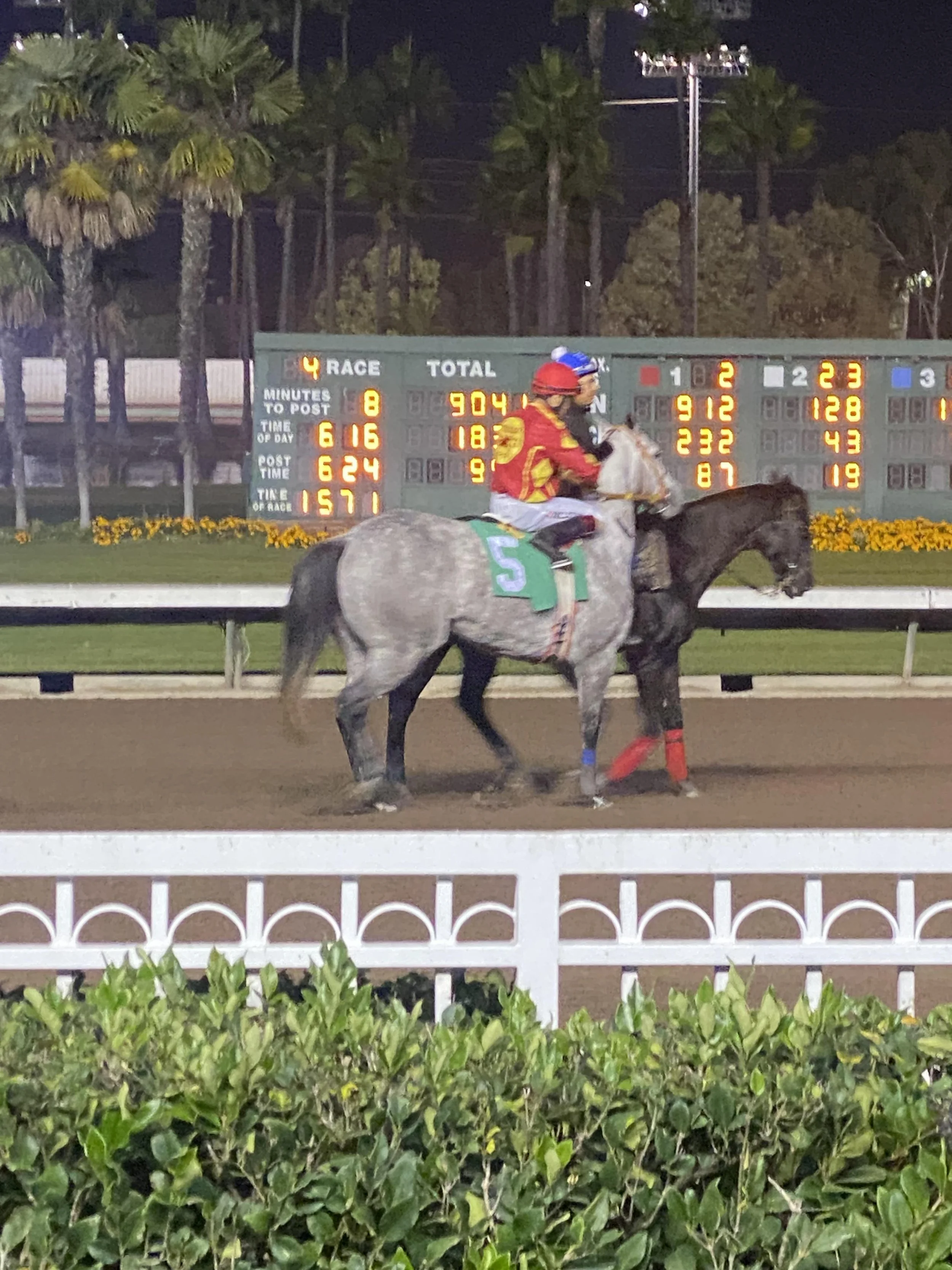 A horse race at night showing a jockey in red and yellow silks riding a gray horse with the number 5 saddlecloth. In the background, a scoreboard displays race and betting information, with palm trees and a fence at the racetrack.