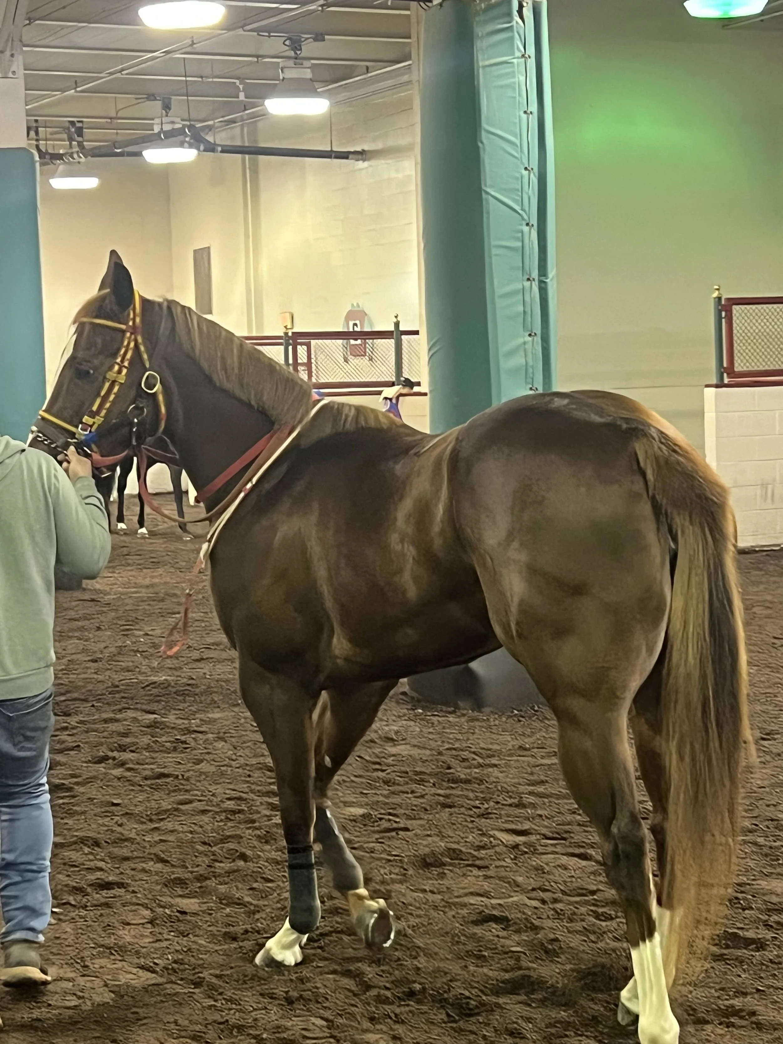 A brown horse with a trainer in an indoor stable, the horse is wearing yellow and red tack, and the trainer is holding its bridle.