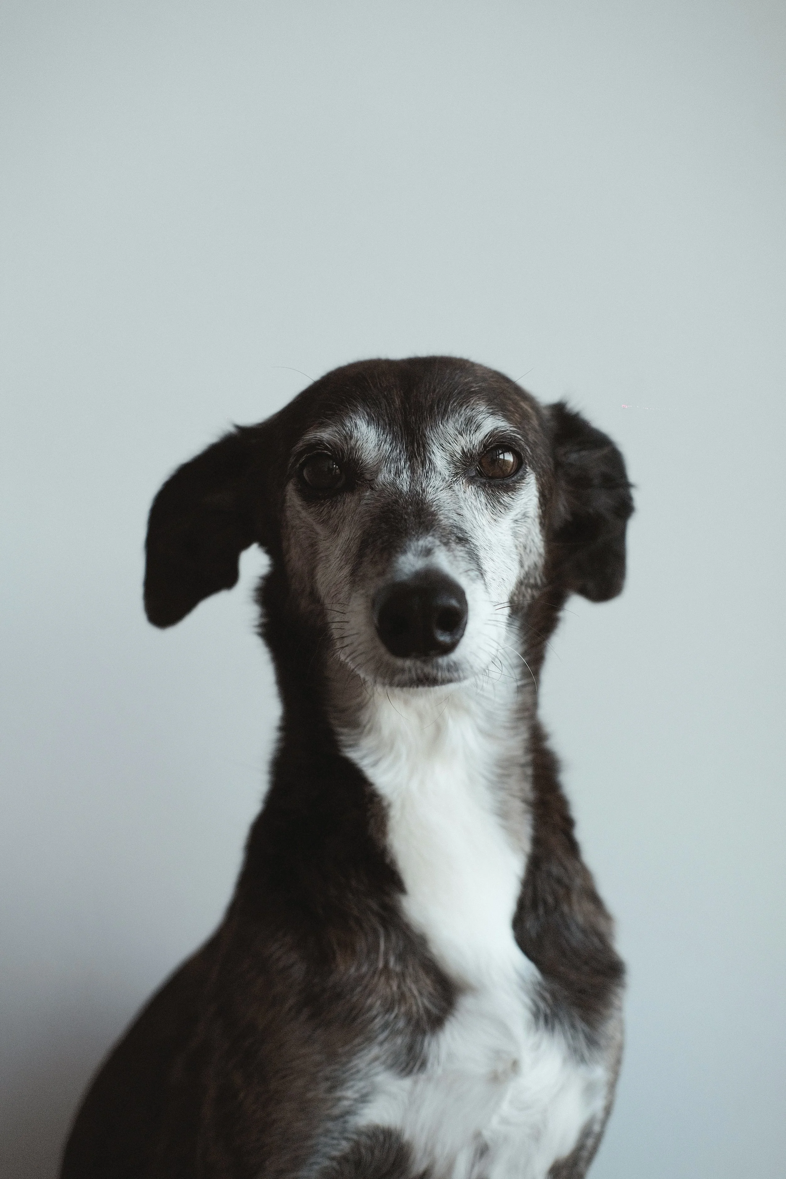 Close-up portrait of a black and white dog with brown eyes, standing against a plain light gray background.