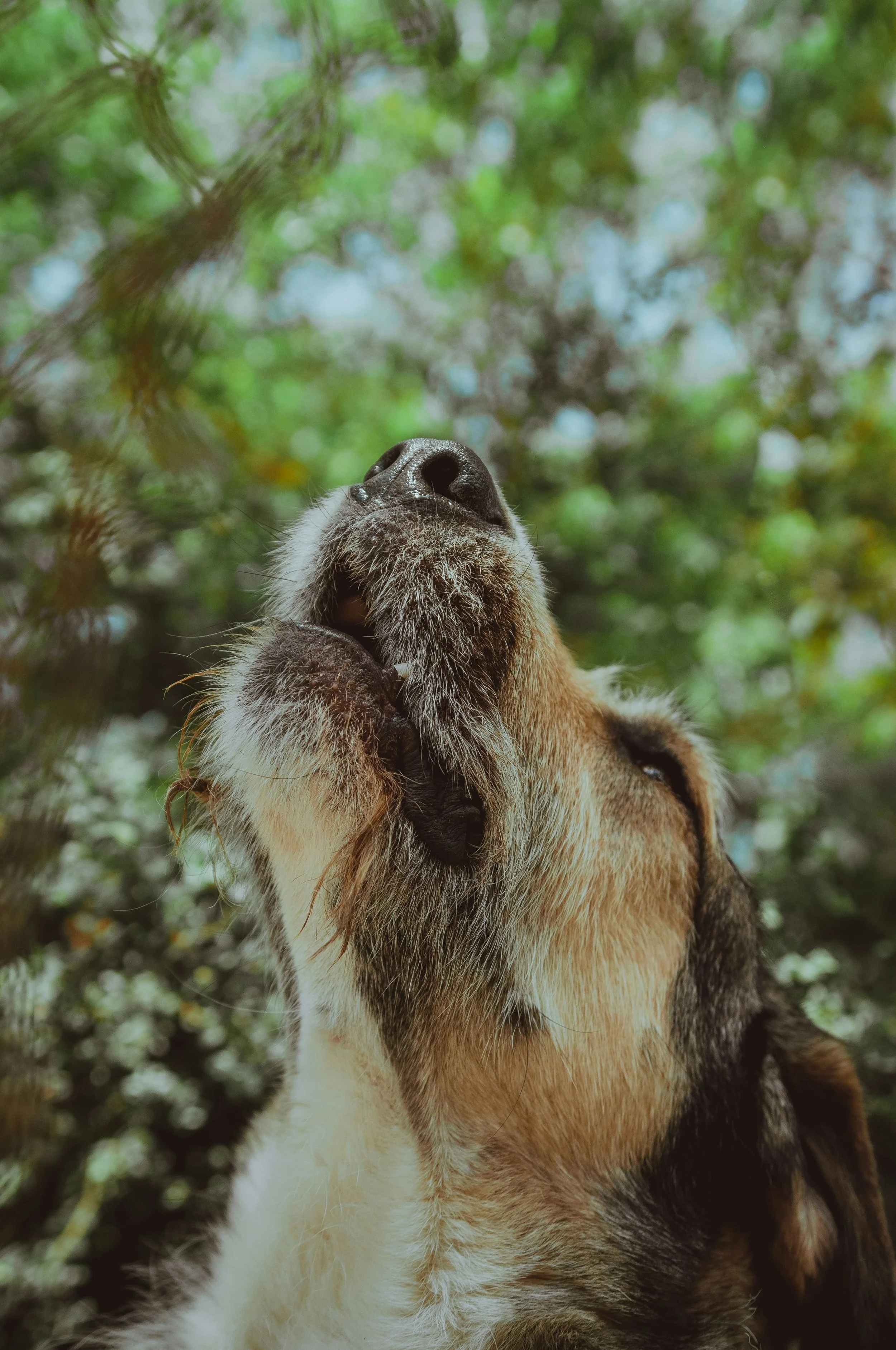 Close-up of a wolf with its mouth closed, looking upward, surrounded by greenery and branches.