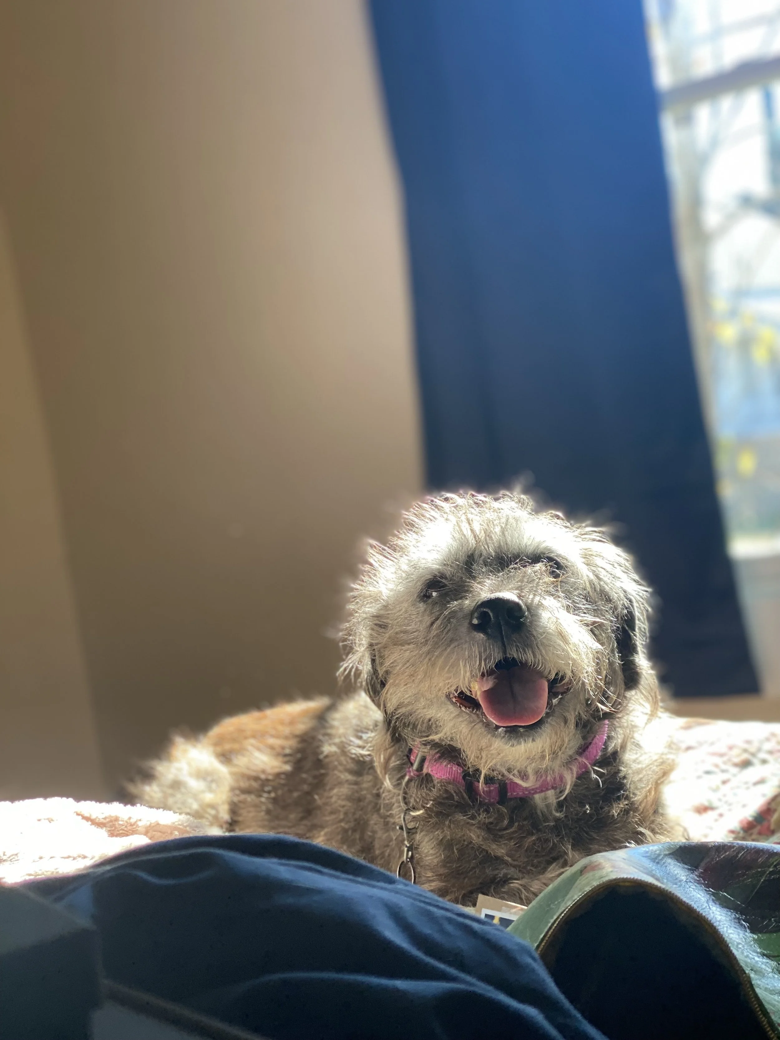 A small, fluffy dog with a tan and white coat, wearing a pink collar, lying on a carpeted floor with its mouth open and eyes partially closed, illuminated by sunlight coming from the window in the background.