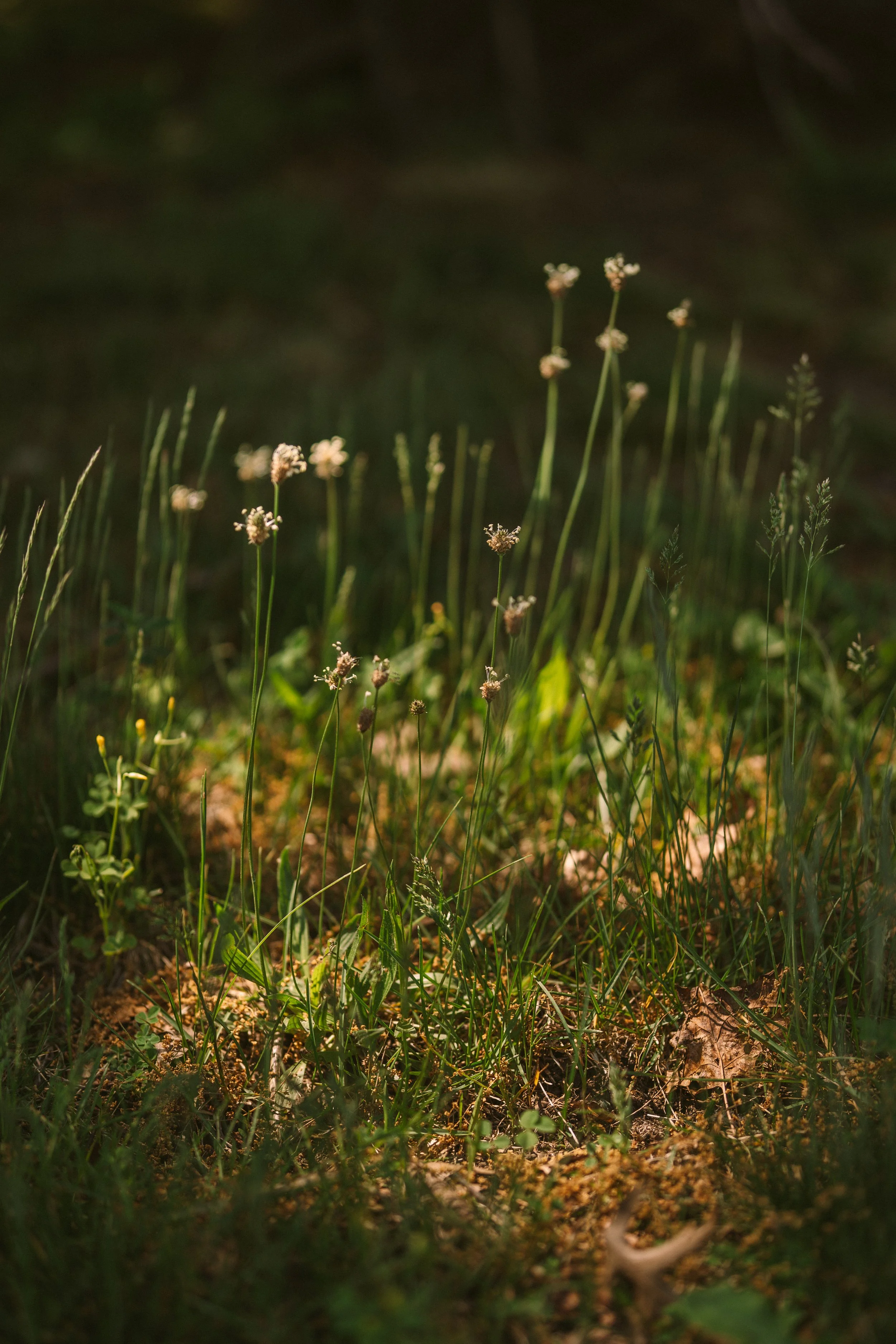 Close-up of green grass and small white flowers growing in a patch of soil, with a dark backdrop.
