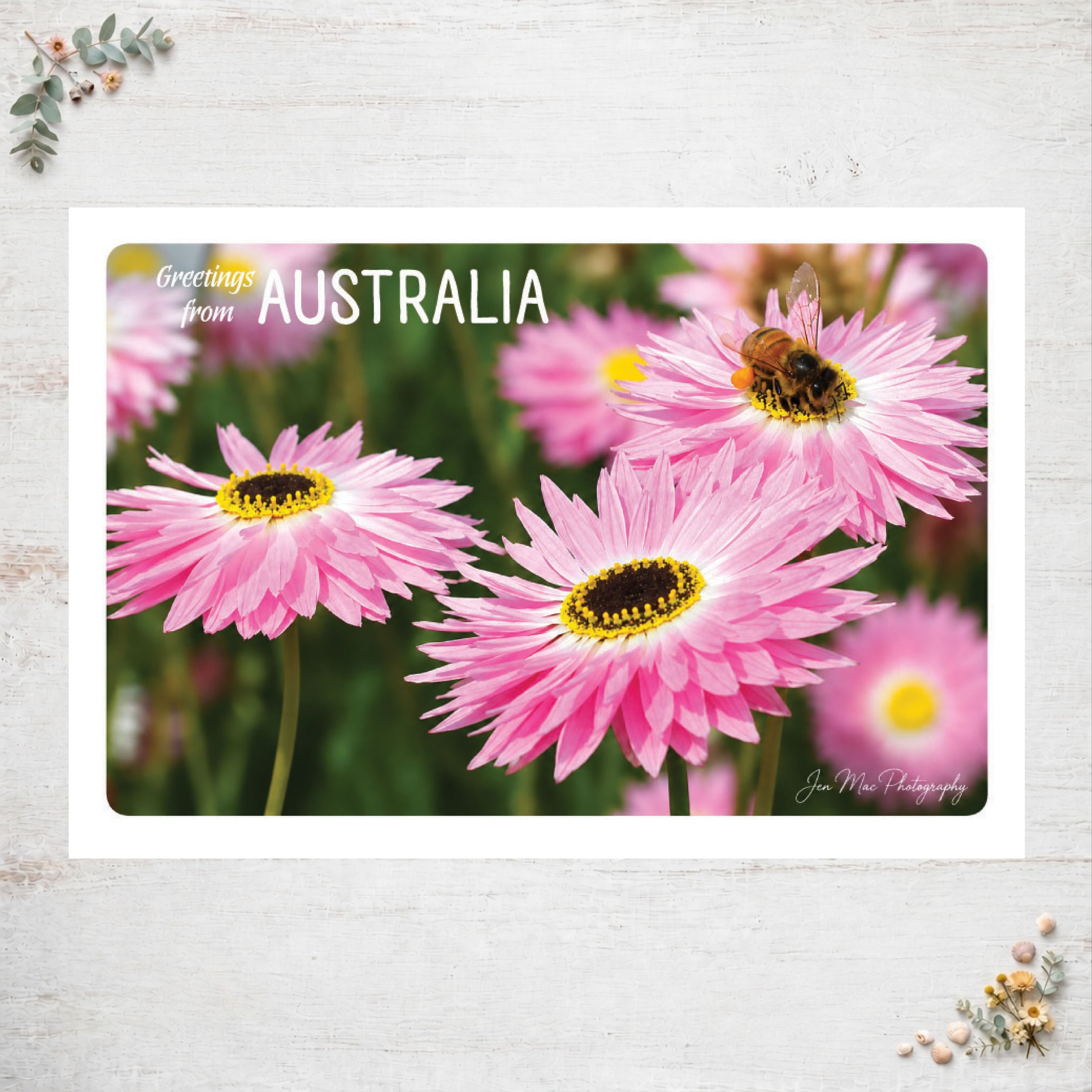 This is Australia: Everlasting Bee